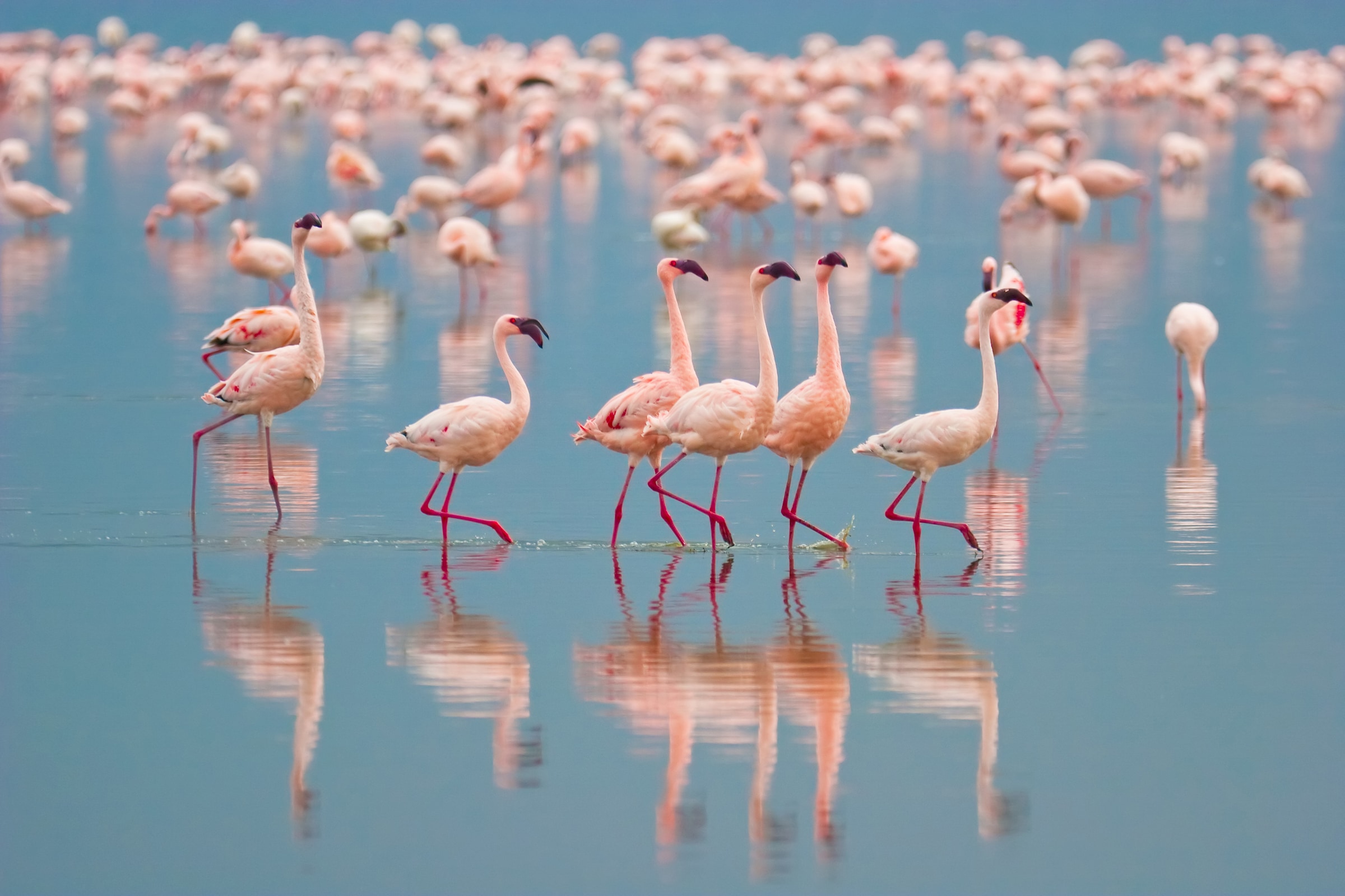 Papermoon Fototapete »Flamingos« glatt günstig online kaufen