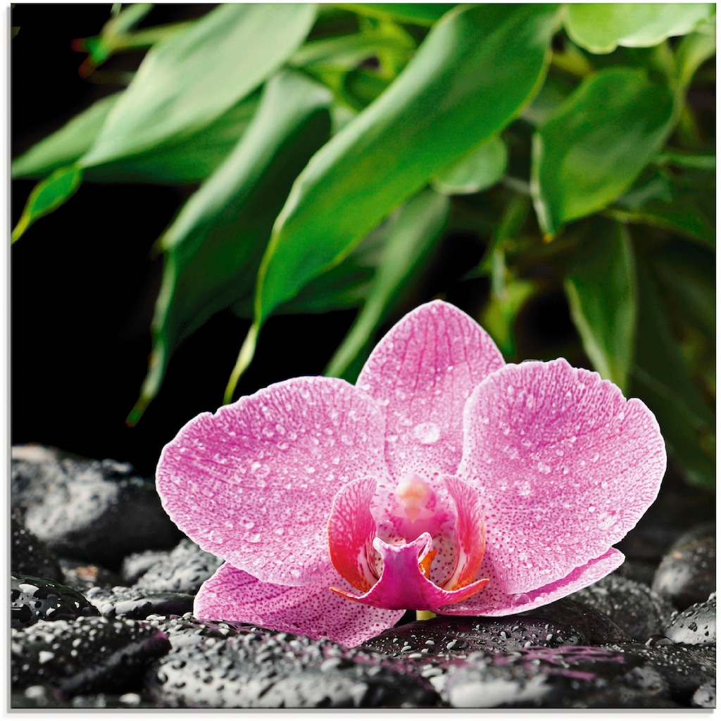 Artland Glasbild »Rosa Orchidee auf schwarzen Zen Steinen«, Blumen, (1 St.)