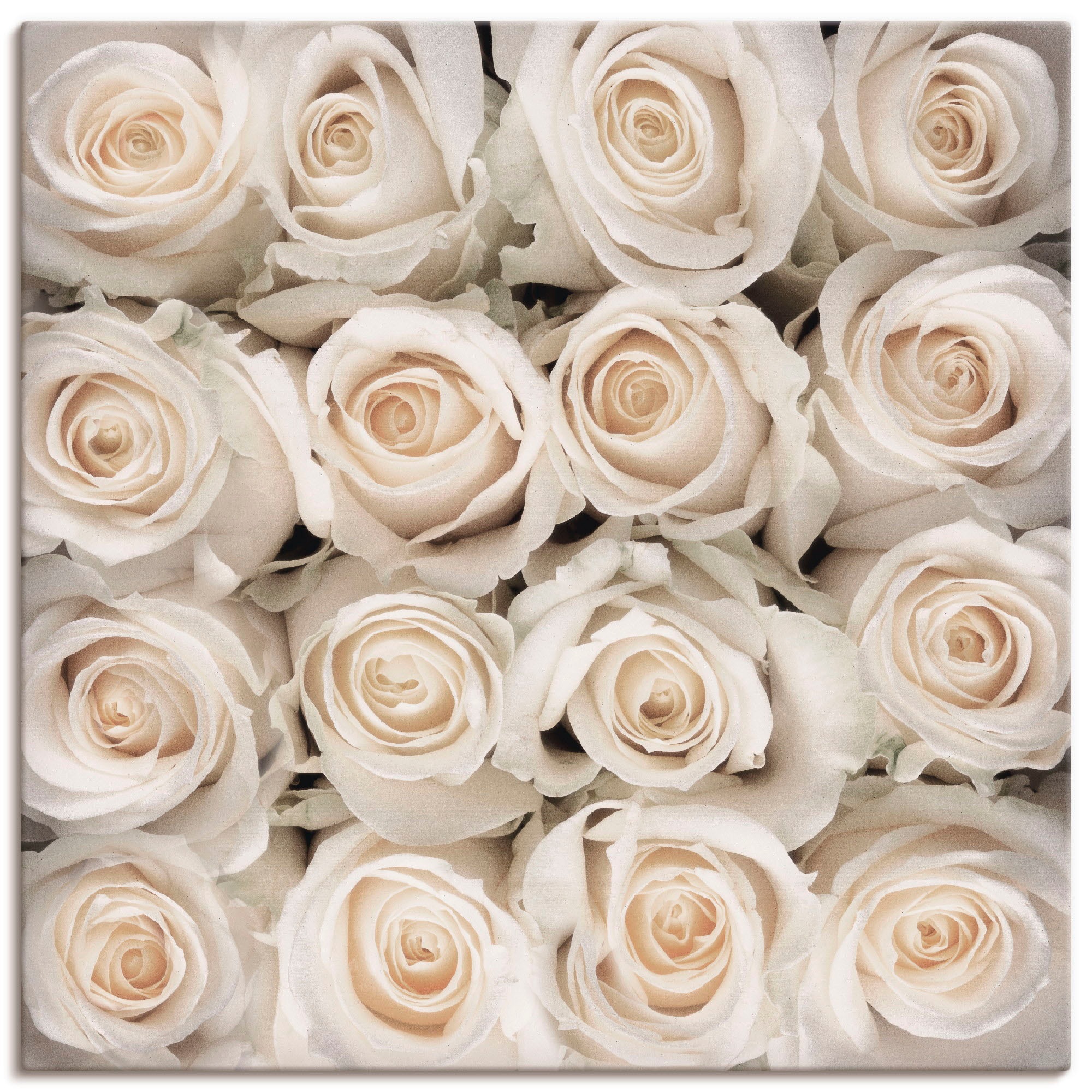 Artland Leinwandbild »Weiße Rosenkreation«, Blumen, (1 St.), auf Keilrahmen günstig online kaufen