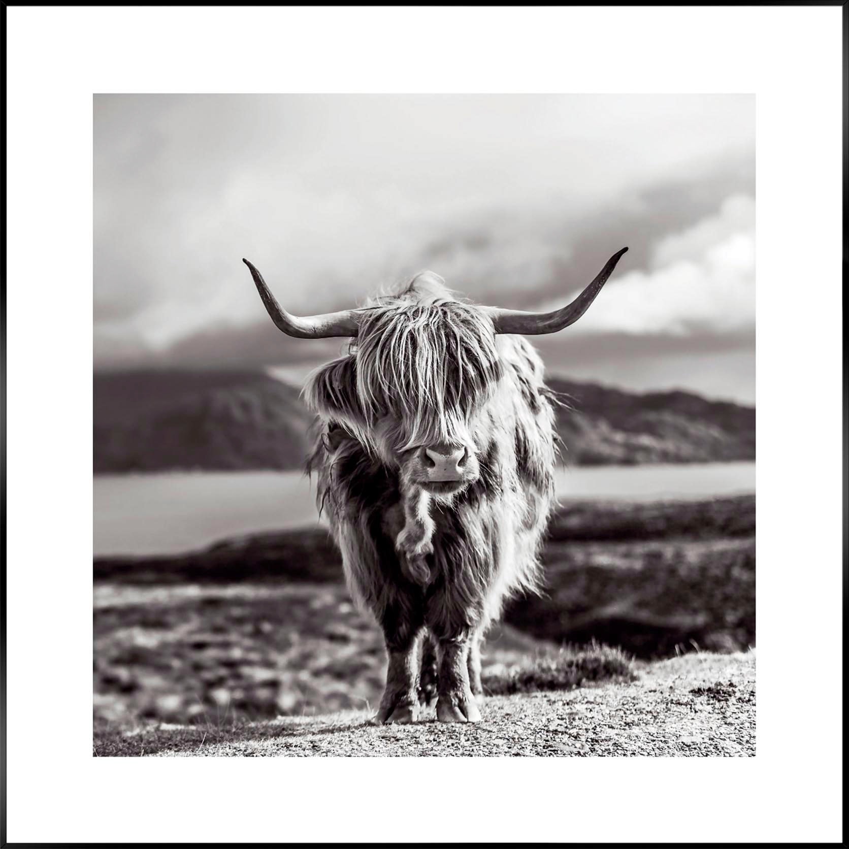 Cow« kaufen Reinders! Highland Wandbild Black 50x50 auf Frame Raten »Slim