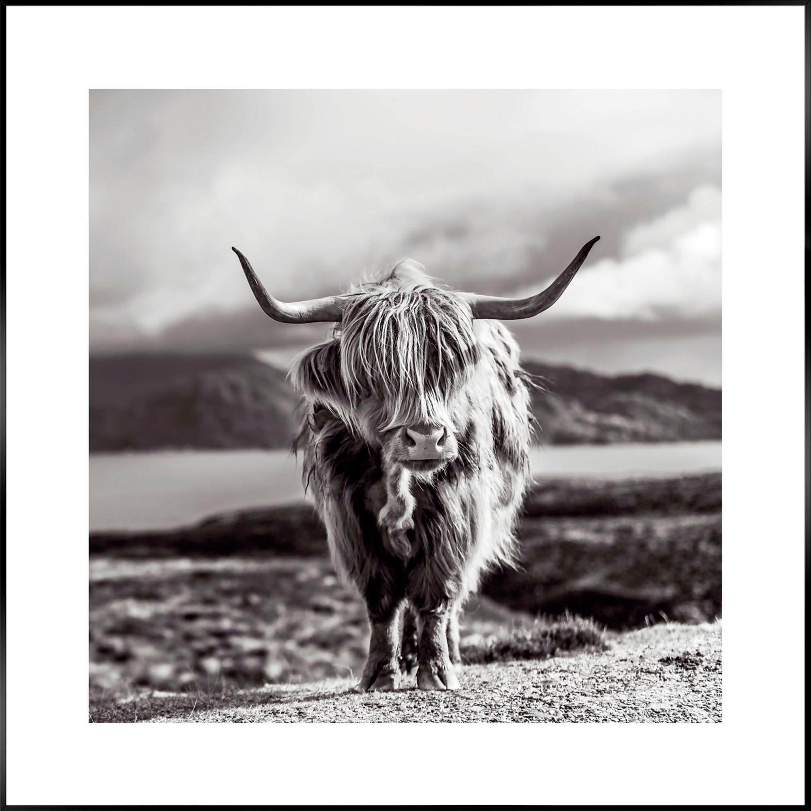 Reinders! Wandbild »Slim Frame Black 50x50 Highland Cow« auf Raten kaufen