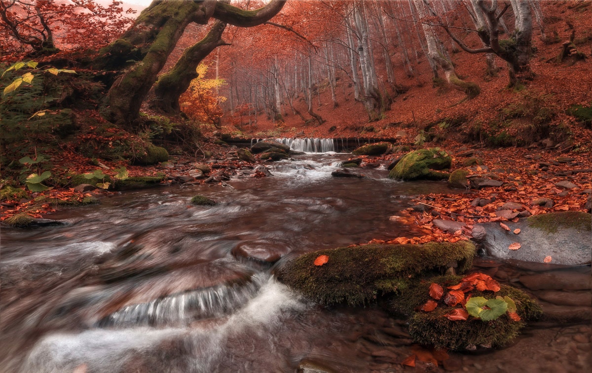 Papermoon Fototapete »Fluss im Wald« günstig online kaufen