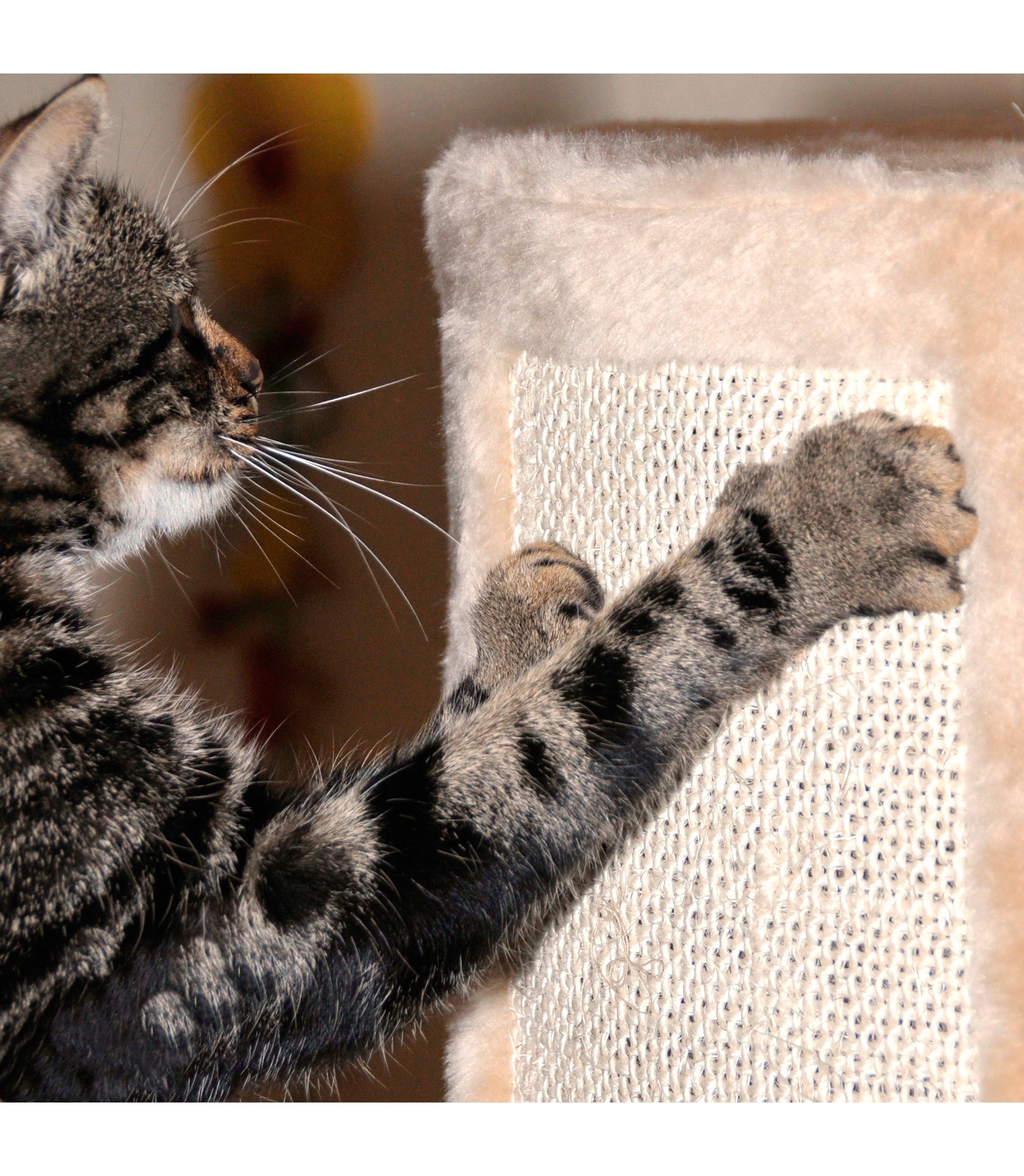4. Bild von SILVIO design Kratzbaum »Kitty«, hoch, BxTxH: 45x45x230-260 cm