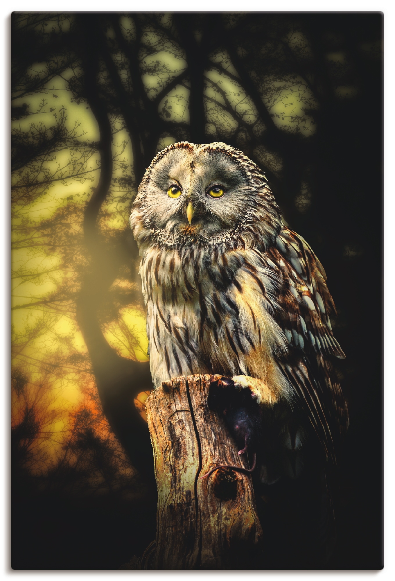 Artland Wandbild »Eule« Vögel 1 Stk. tlg. als Alubild, Outdoorbild, Leinwan günstig online kaufen