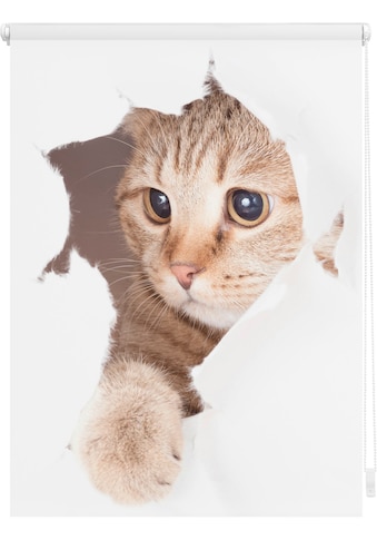 LICHTBLICK ORIGINAL Seitenzugrollo »Klemmfix Digital Katze«, verdunkelnd,... kaufen