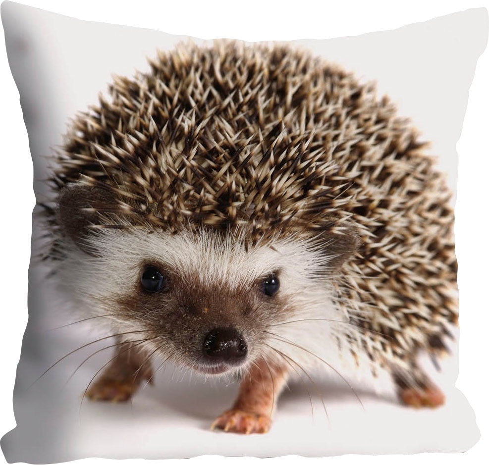 queence Dekokissen »Veit«, (1 St.), mit knuffigem Igel, Kissenhülle ohne Fü günstig online kaufen