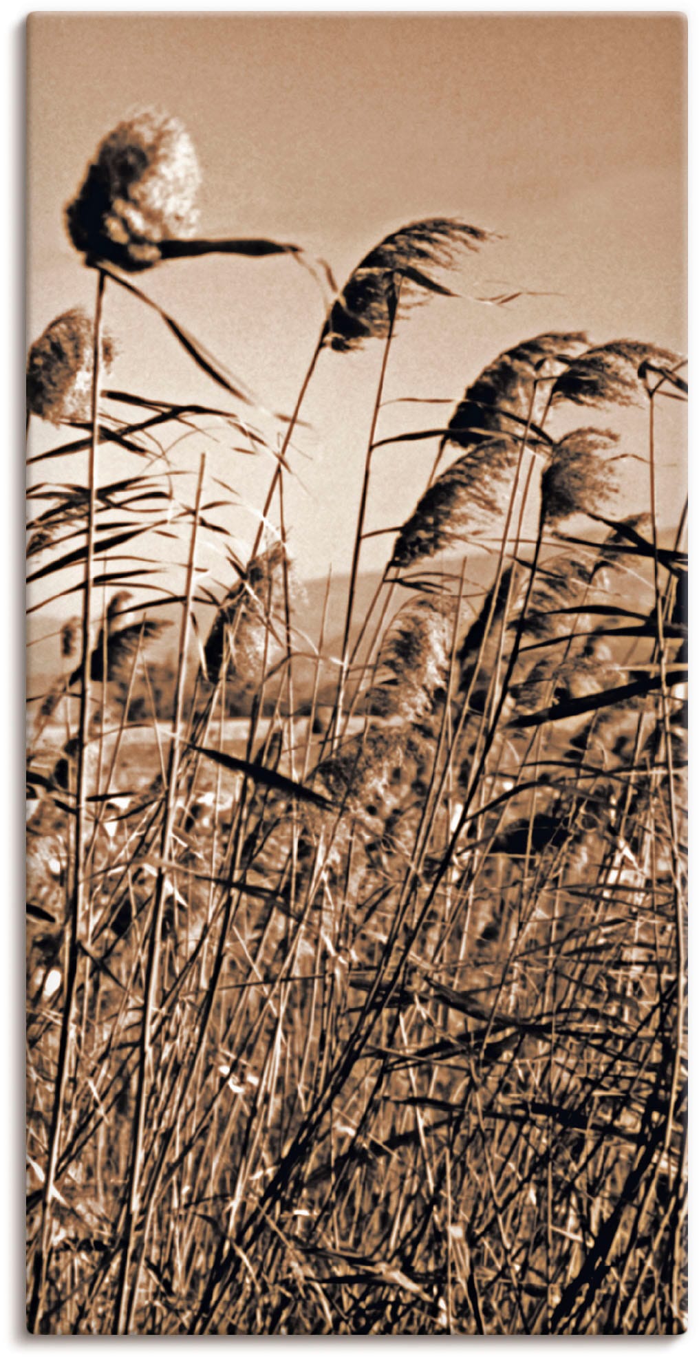 Artland Wandbild »Sepia Gräser II« Gräser 1 Stk. tlg. als Leinwandbild in v günstig online kaufen