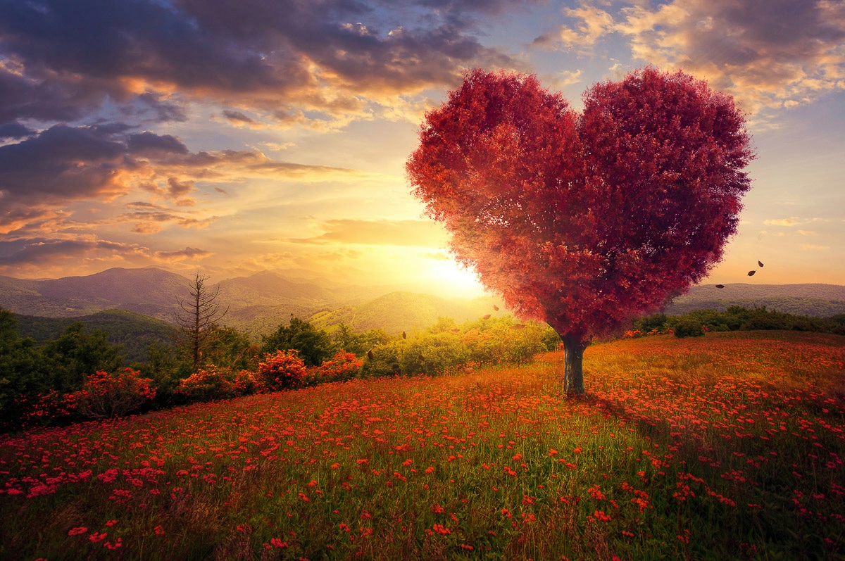 Papermoon Fototapete »Herzbaum in Blumenwiese« kaufen