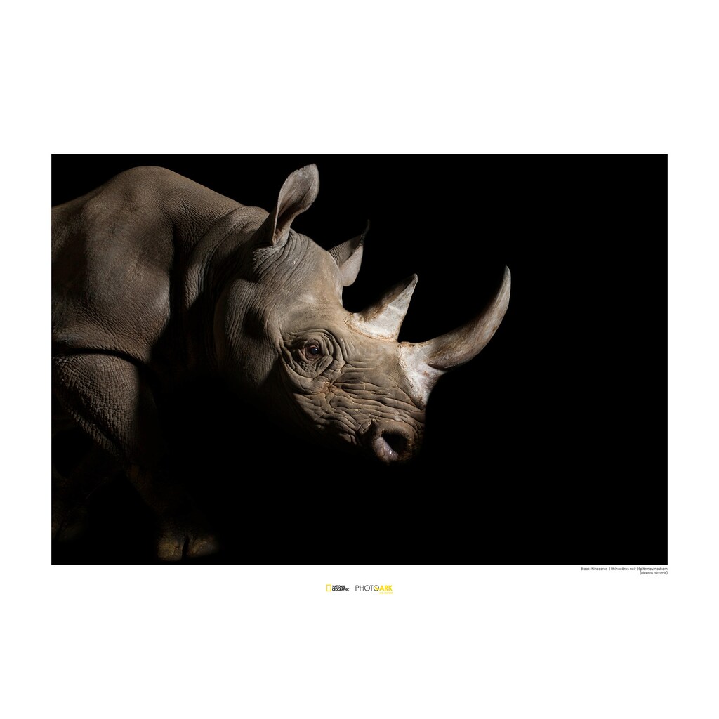 Komar Poster »Black Rhinoceros«, Tiere
