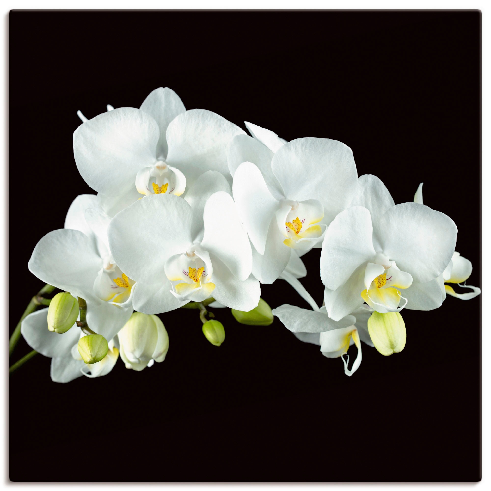 Artland Wandbild »Weiße Orchidee auf schwarzem Hintergrund«, Blumen, (1 St. günstig online kaufen