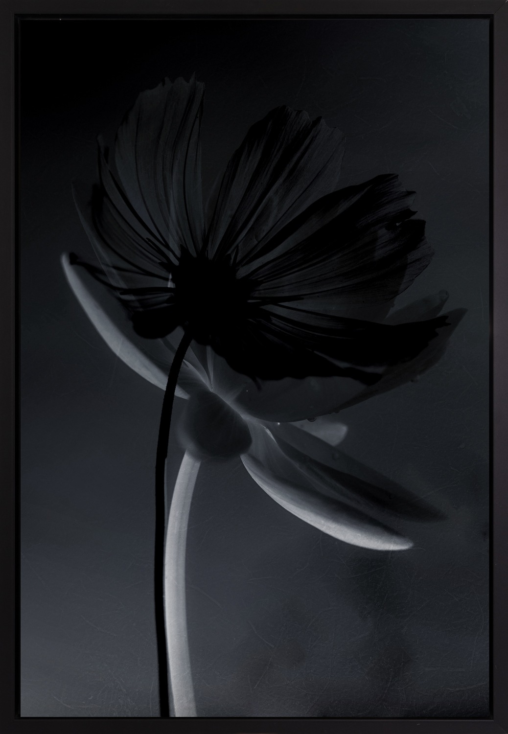 queence Leinwandbild »Blume Schwarz«, Abstrakt-Pflanzen-Pflanzenbilder-Blum günstig online kaufen