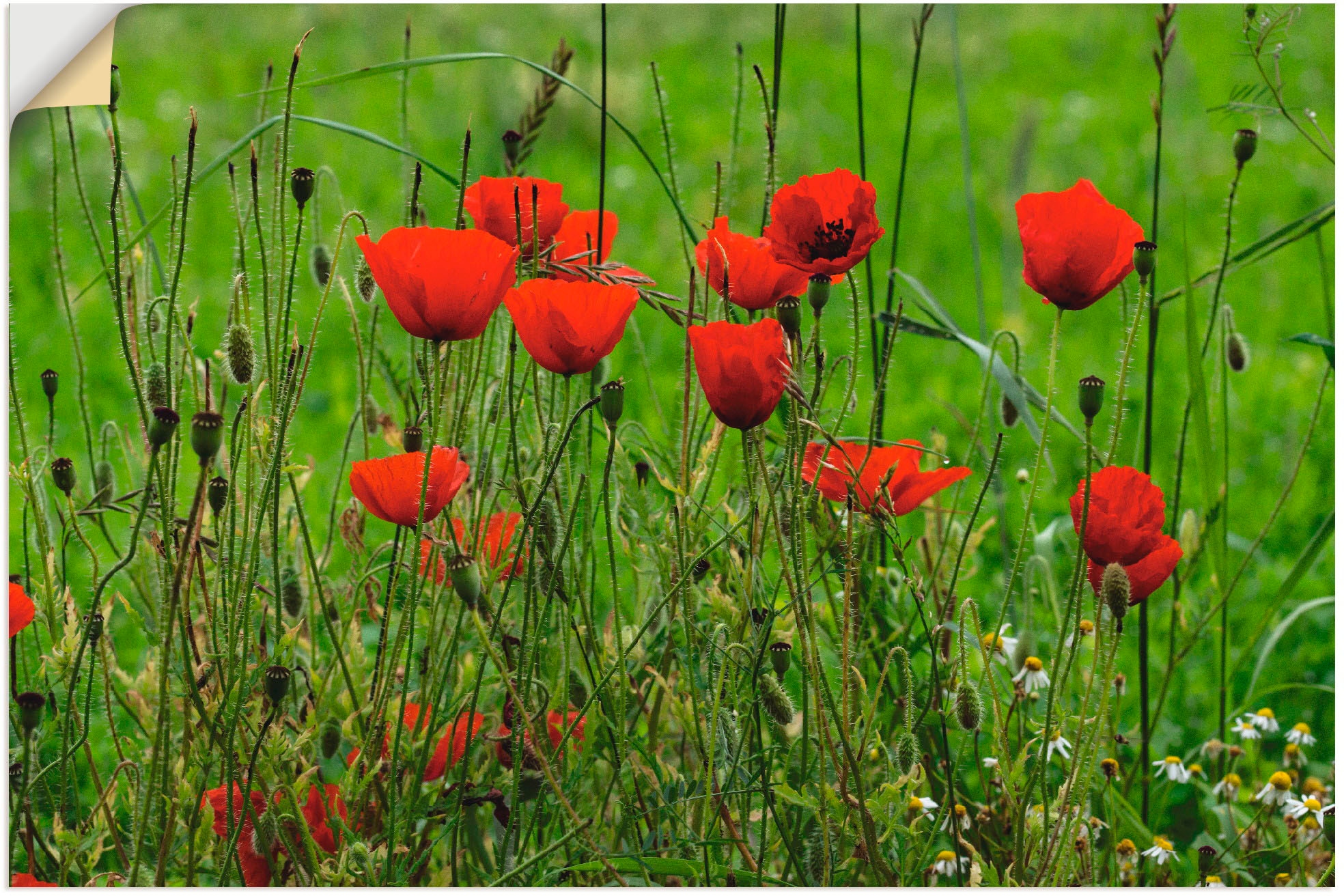 Artland Wandfolie »Mohnblumen am Wegesrand«, Blumen, (1 St.), selbstklebend günstig online kaufen