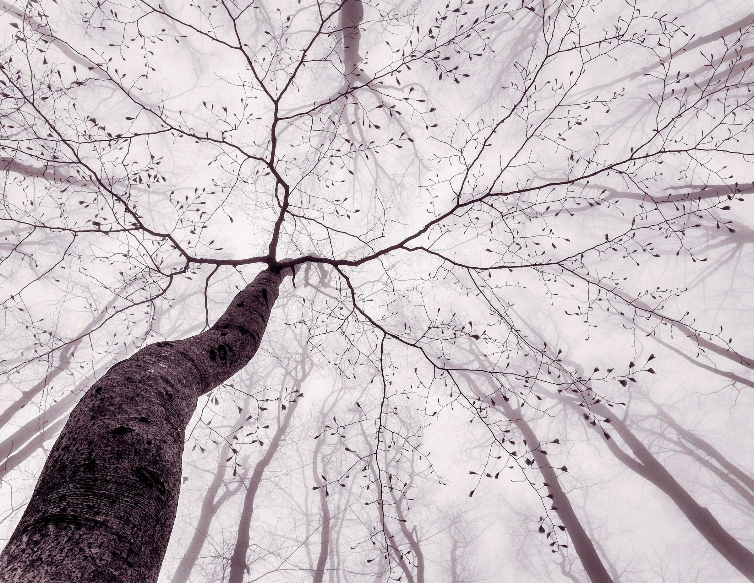 living walls Fototapete »Tree Top«, Motiv-abstrakt-naturalistisch, Nebel Wa günstig online kaufen