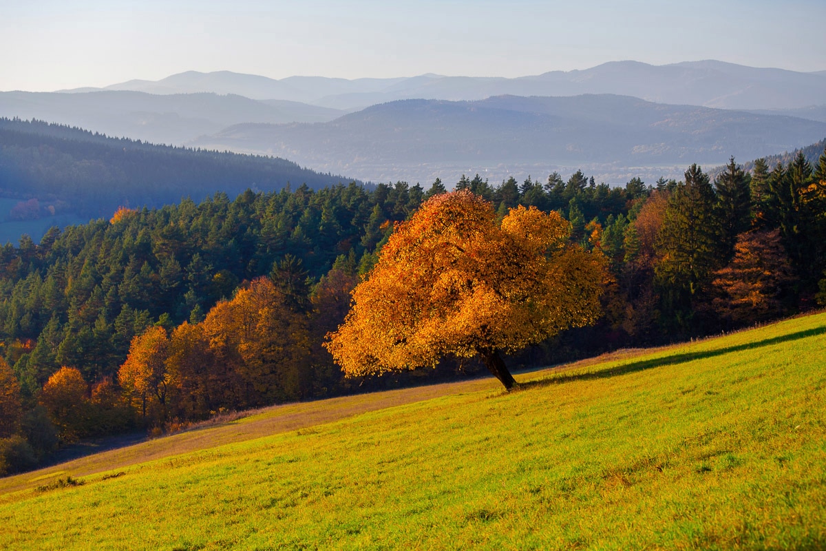 Papermoon Fototapete »Wald Landschaft« günstig online kaufen