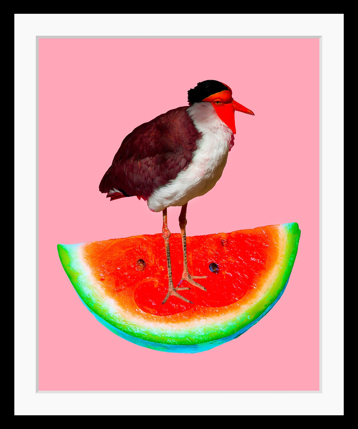 queence Bild »Josi«, Obst-Obst Bilder-Kunst-Lebensmittel-Wassermelone-Vögel günstig online kaufen