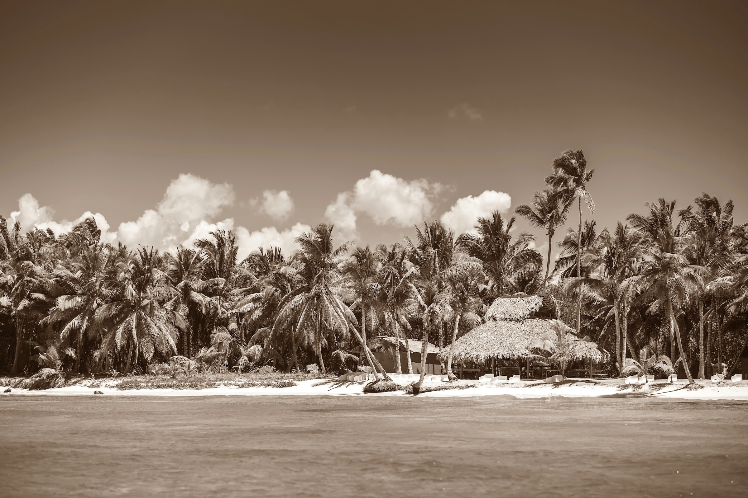 Papermoon Fototapete »PALMEN-SCHWARZ WEIßWANDBILD PALME NATUR BÄUME MEER SE günstig online kaufen