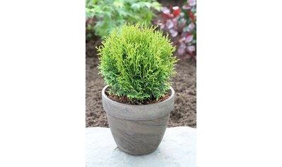 BCM Hecken »Lebensbaum 'Tiny Tim'«, (3 St.), Höhe: 15-20 cm, 3 Pflanzen kaufen