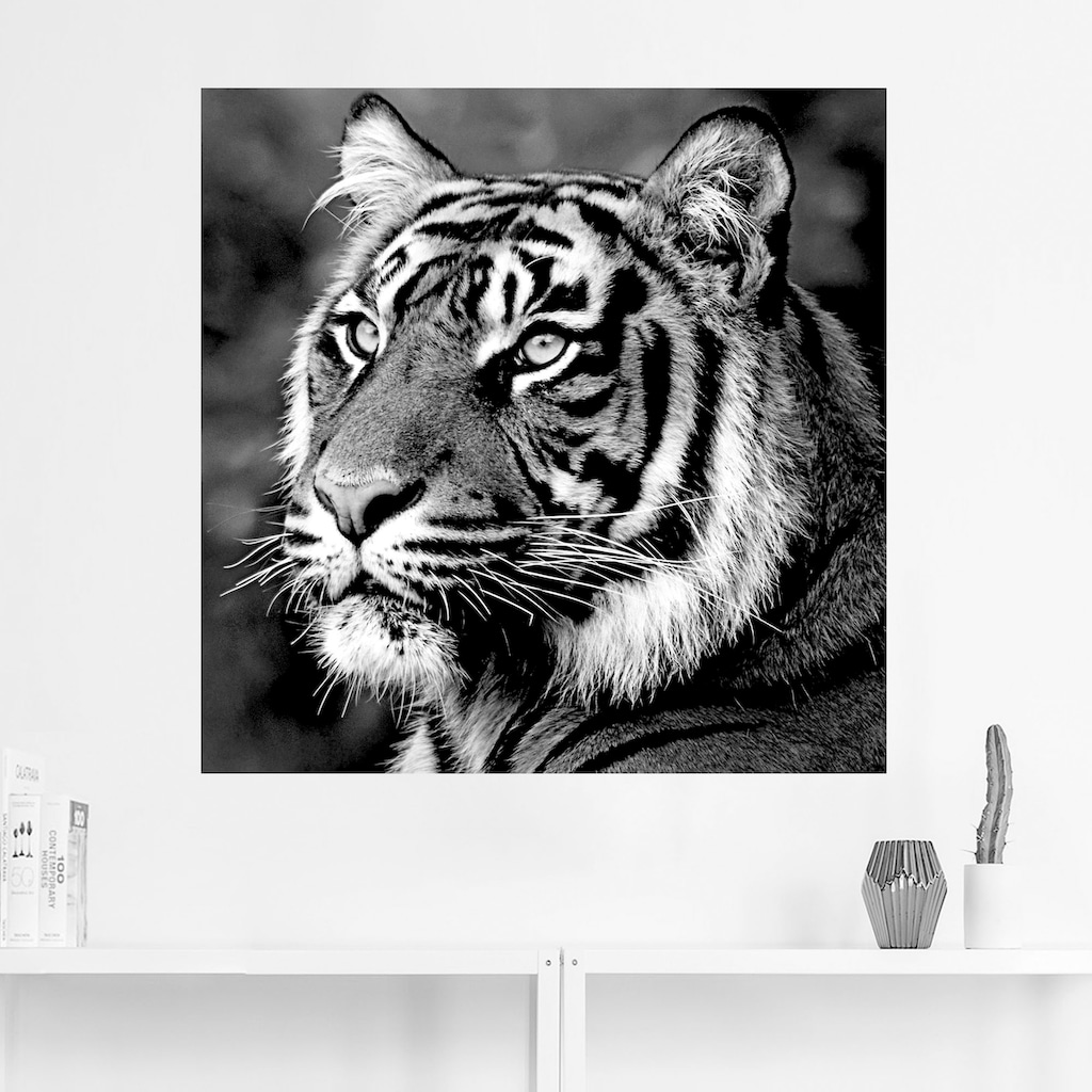 Artland Wandbild »Tiger«, Wildtiere, (1 St.)