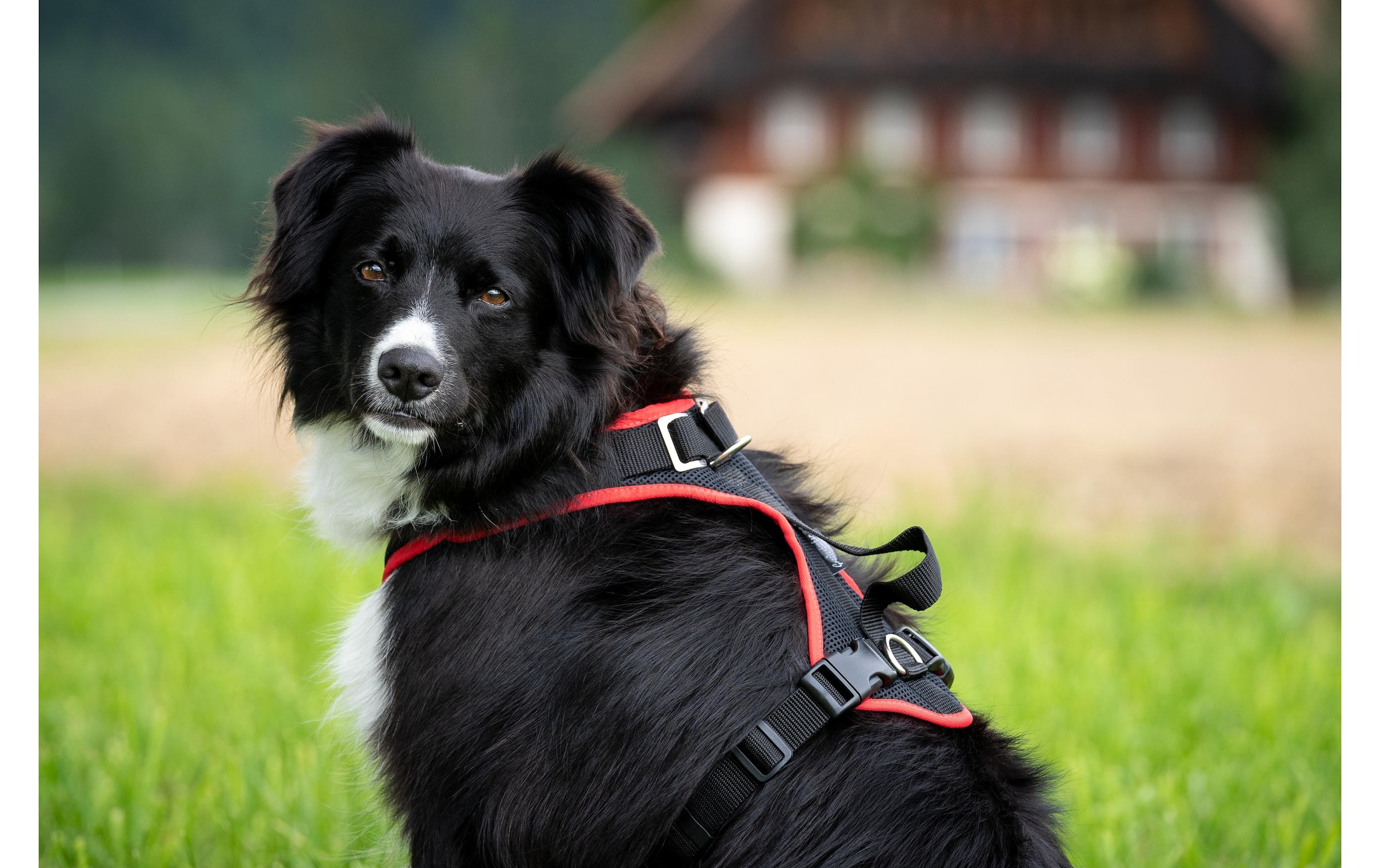   Hunde-Geschirr »Geschirr 3XS« Polyester
