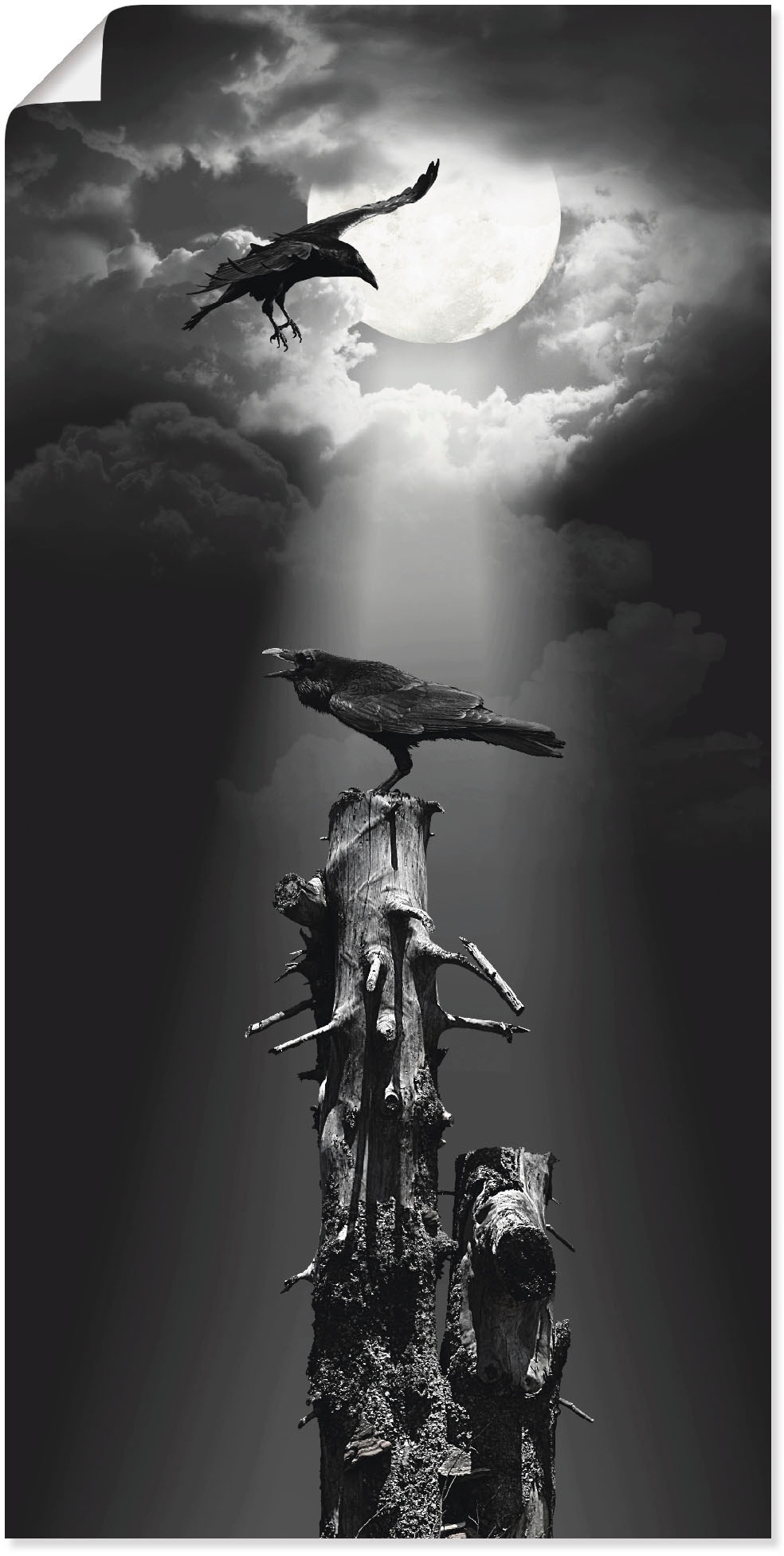 Artland Wandbild »Raben in der Größen versch. (1 St.), Rechnung Wandaufkleber Nacht«, bestellen Leinwandbild, in Poster Vögel, auf als oder