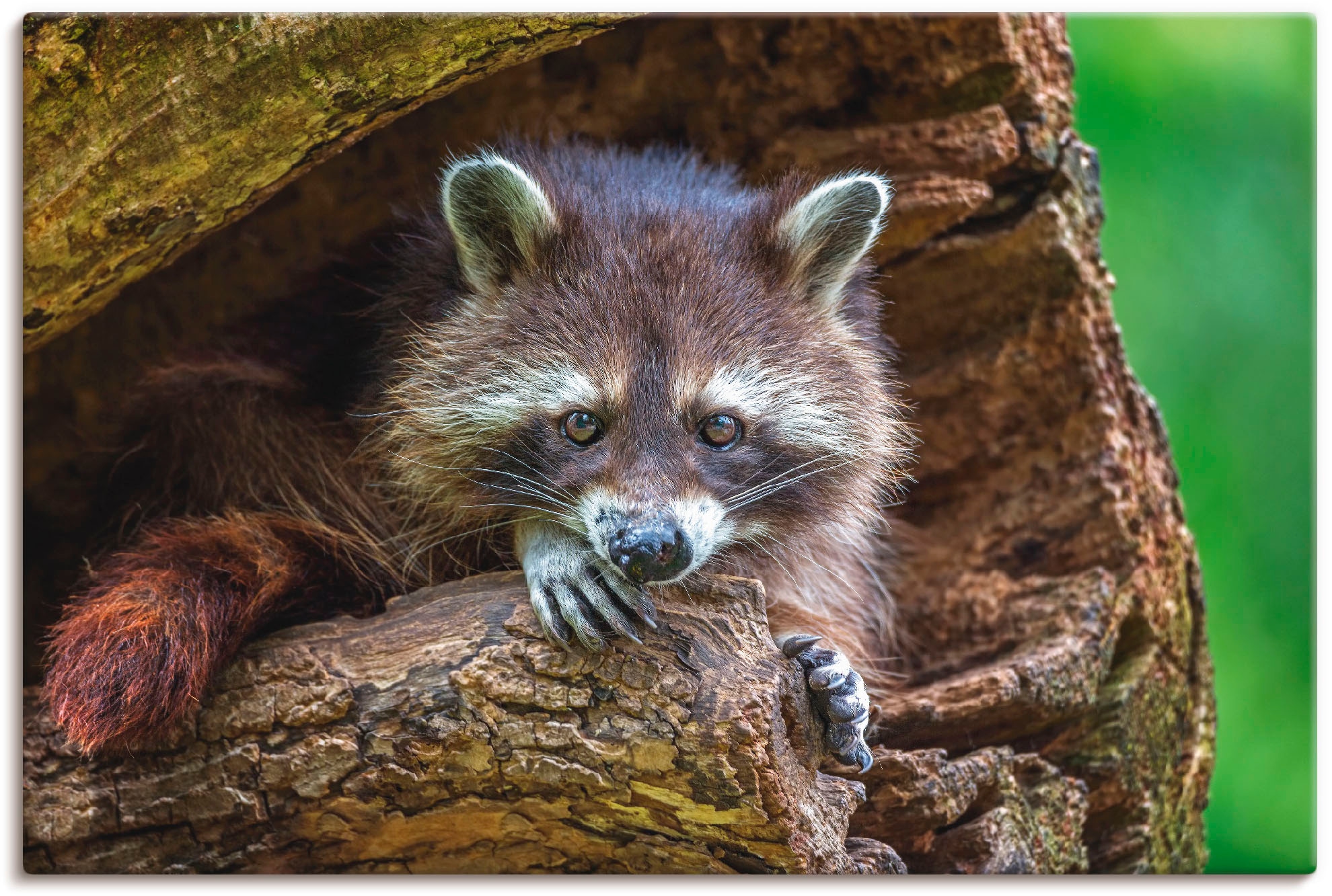 Leinwandbild »Waschbär«, Wildtiere, (1 St.), auf Keilrahmen gespannt