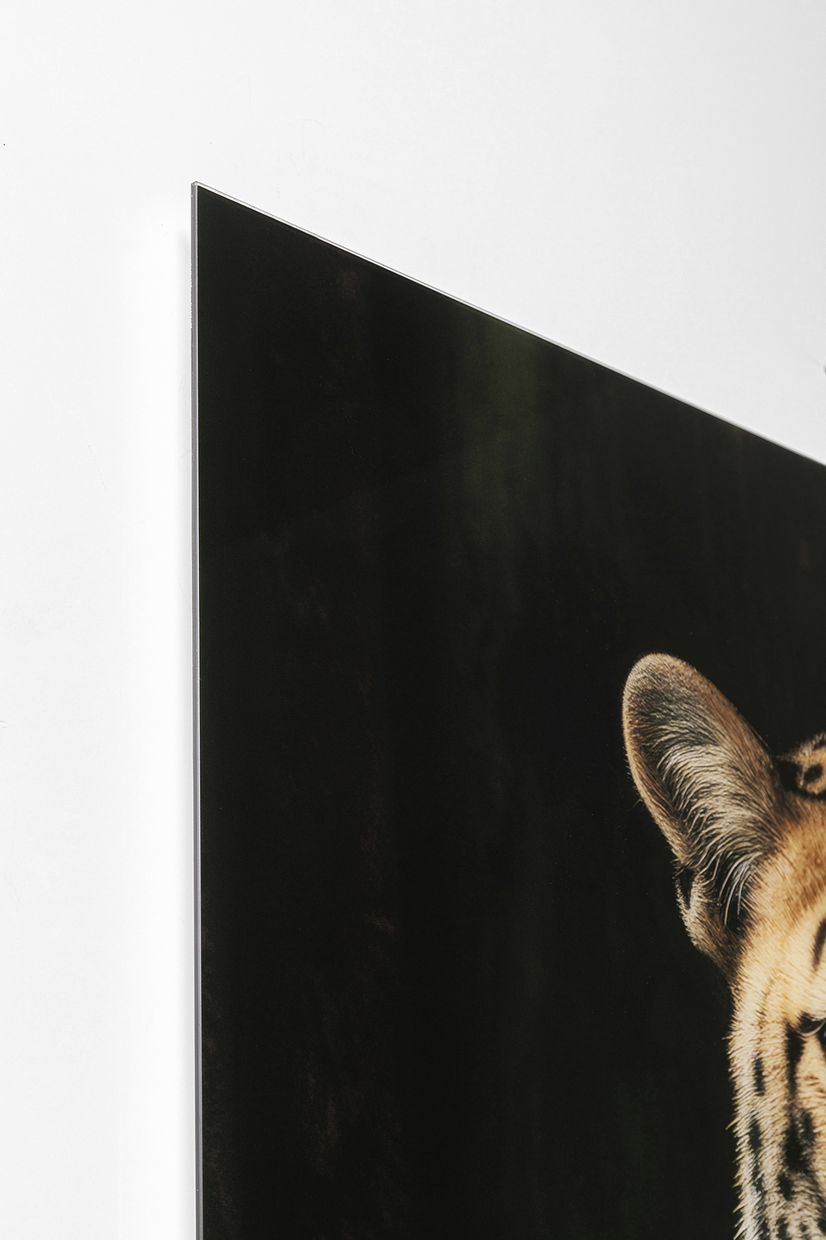 Kare Design Glasbild »Mister Leo 40x30cm« 1, 