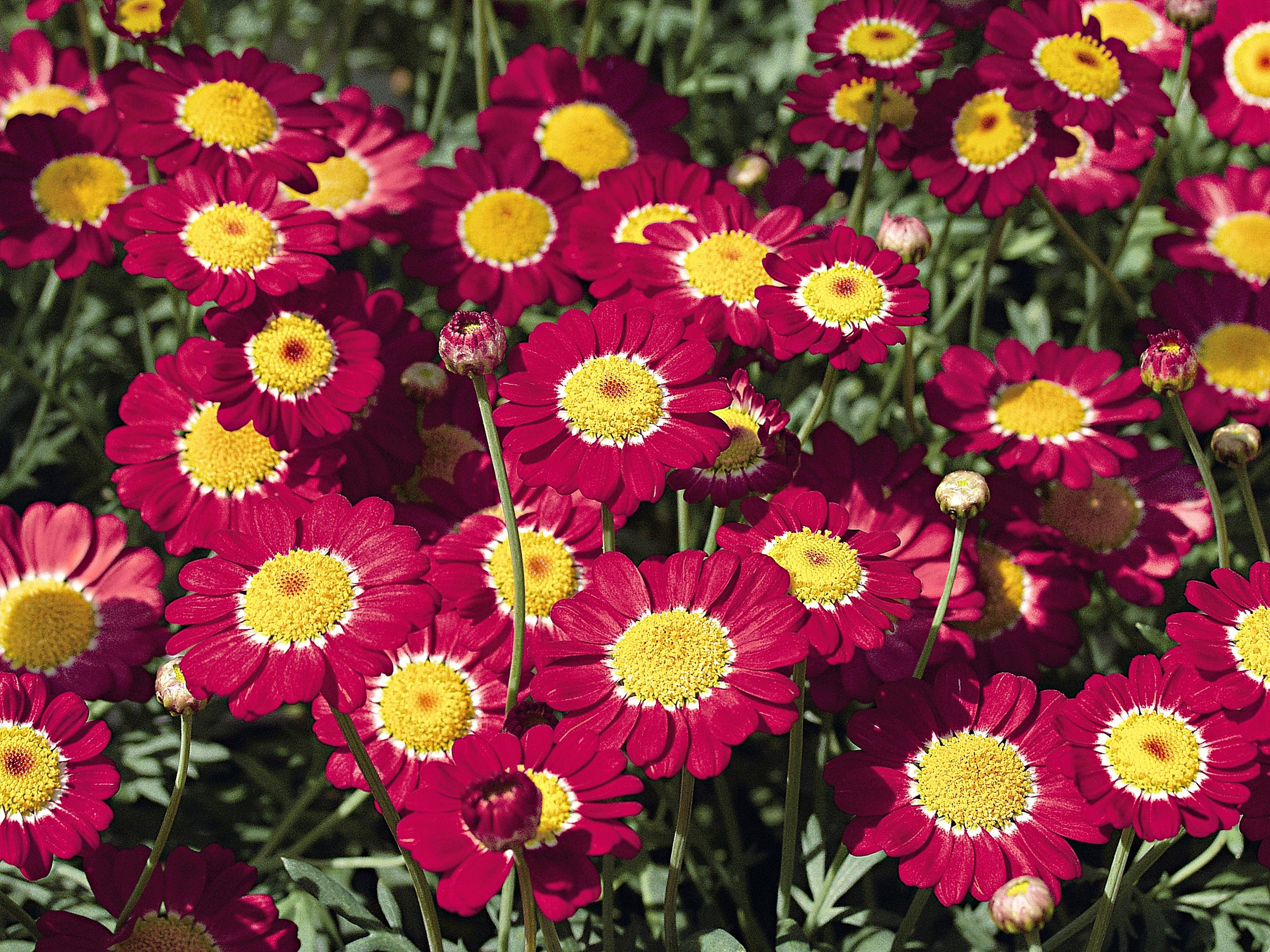 BCM Staude »Margerite Chrysanthemen-Busch«, (1 St.), Mageriten-Busch: 1 Pflanze