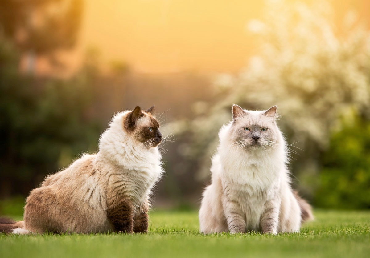 Papermoon Fototapete »Katzen« günstig online kaufen