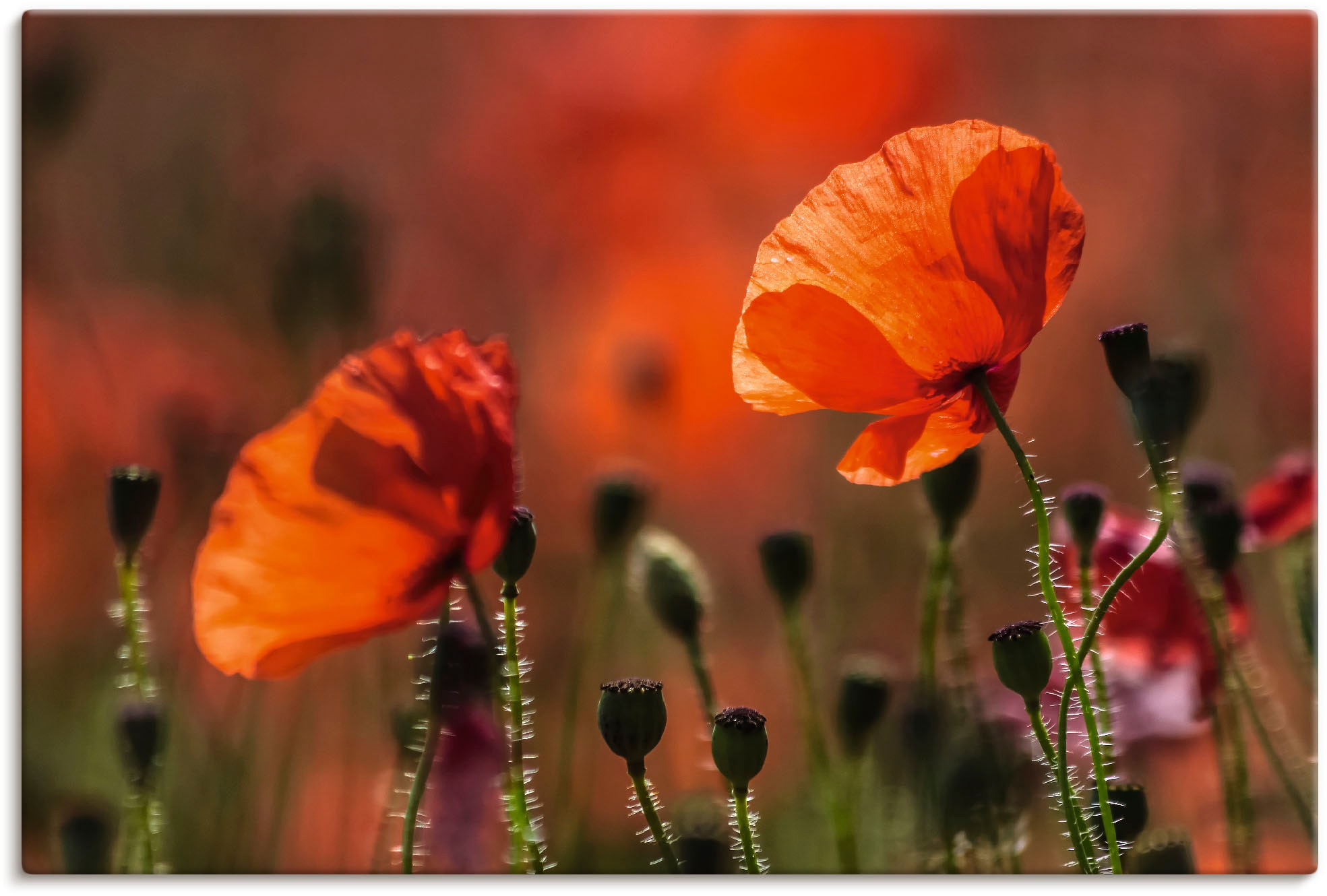 Artland Wandbild »Rote Mohnblumen in der Provence«, Blumenbilder, (1 St.), günstig online kaufen