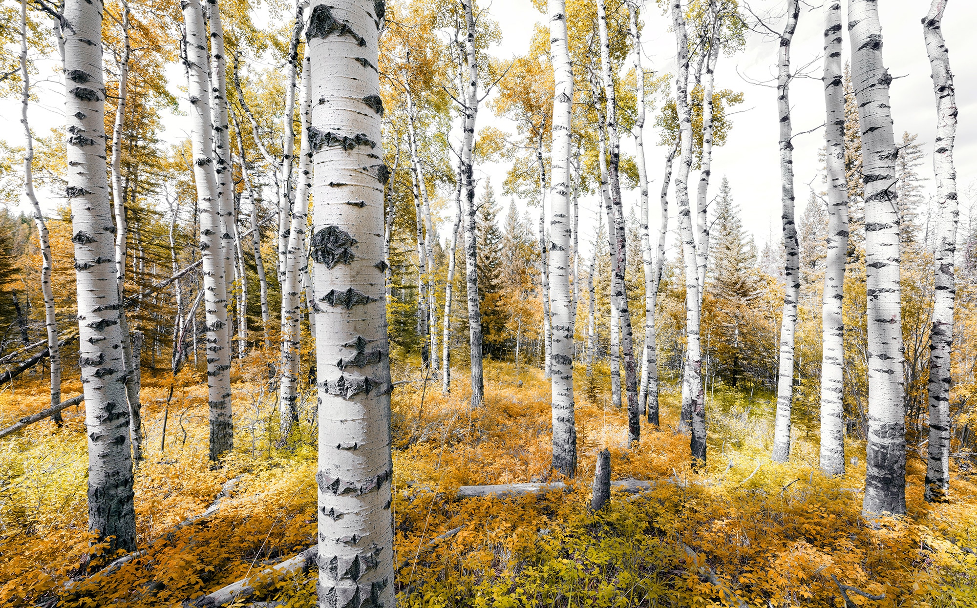 Komar Fototapete Colorful Aspenwoods B/L: ca. 450x280 cm günstig online kaufen