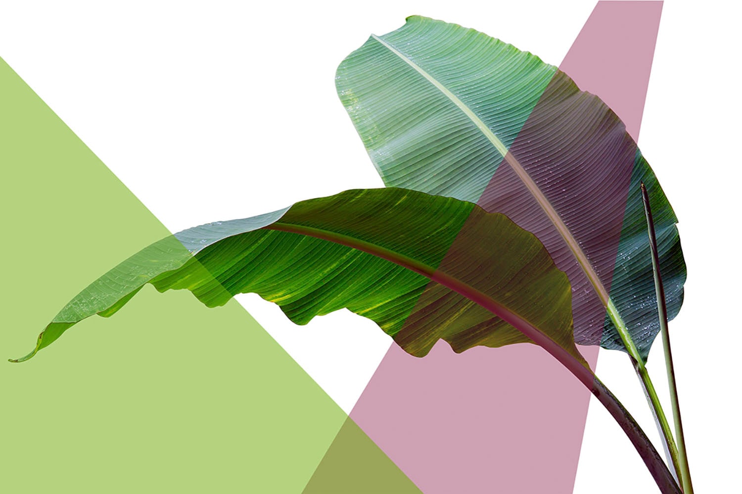 queence Acrylglasbild »Blätter« Blätter   Blätterbilder   Kunst   Pflanzen günstig online kaufen