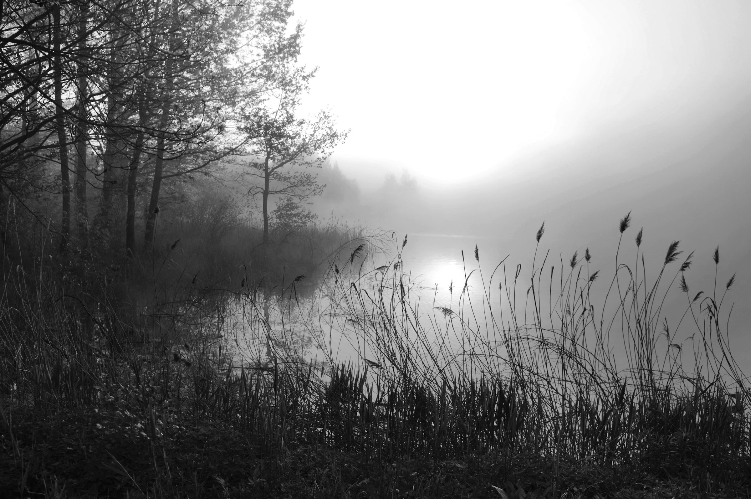 Papermoon Fototapete »See im Wald Schwarz & Weiß« günstig online kaufen