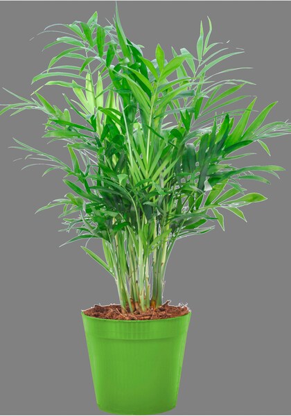 BCM Zimmerpflanze »Bergpalme«, (1 St.), Zimmerpflanze