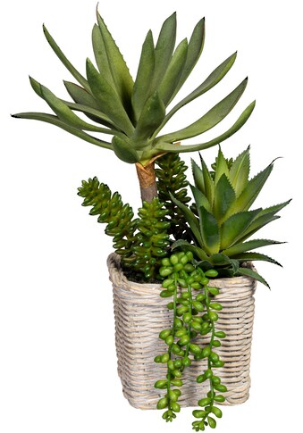Creativ green Künstliche Zimmerpflanze »Sukkulentenarrangement«, (1 St.) kaufen