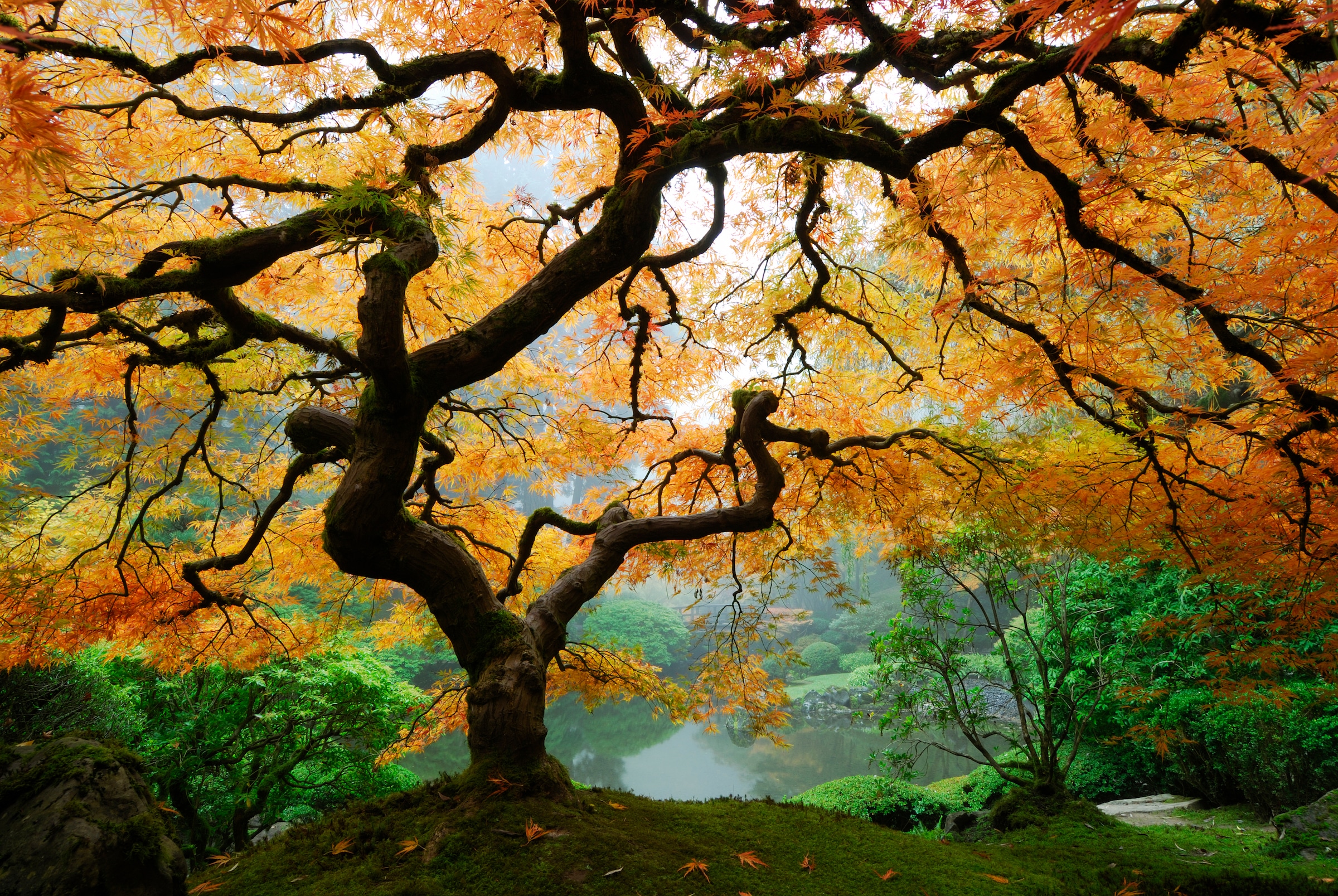 Papermoon Fototapete »Autumn Maple Tree« glatt günstig online kaufen