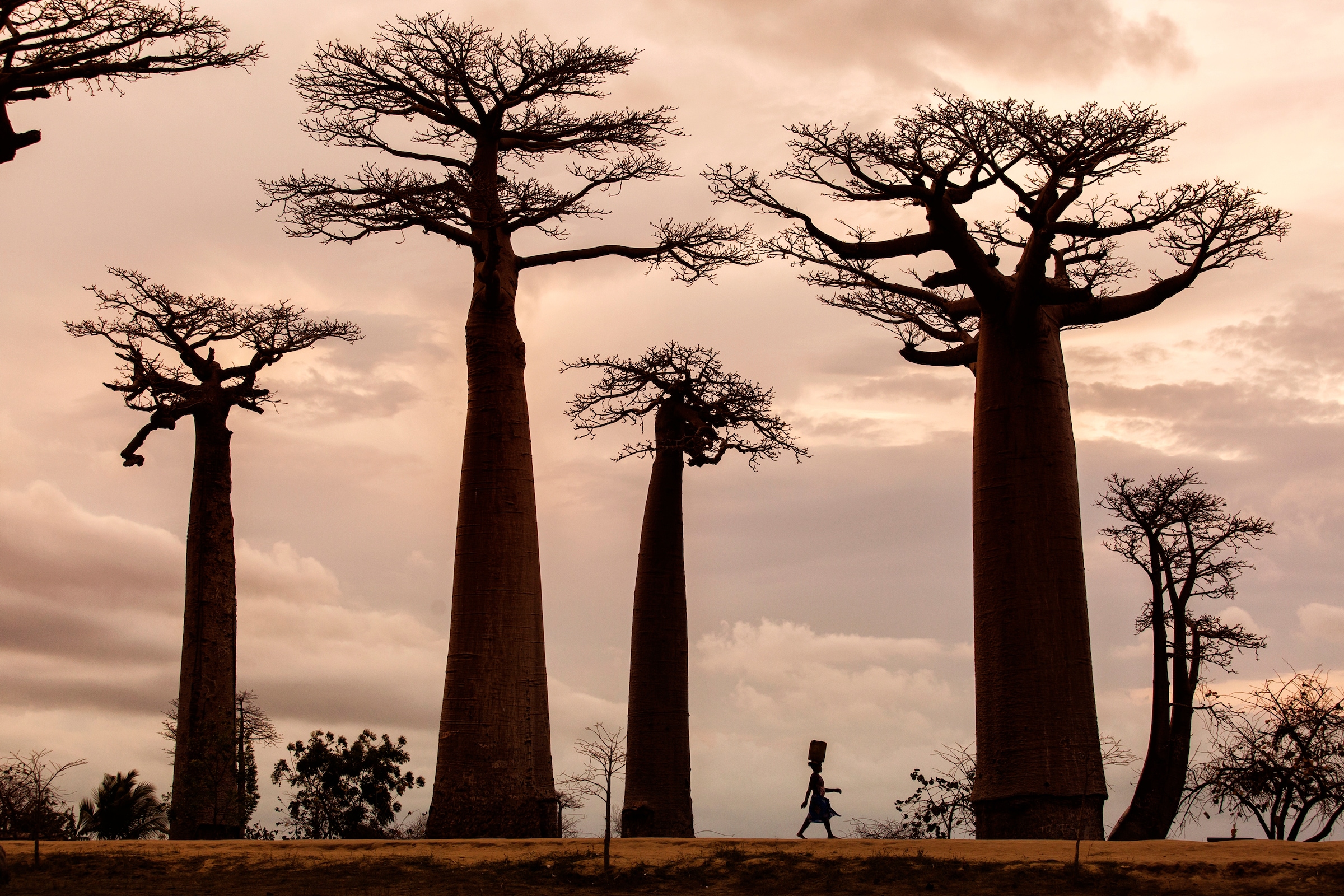 Papermoon Fototapete »Photo-Art DAN MIRICA, MADAGASKAR« günstig online kaufen