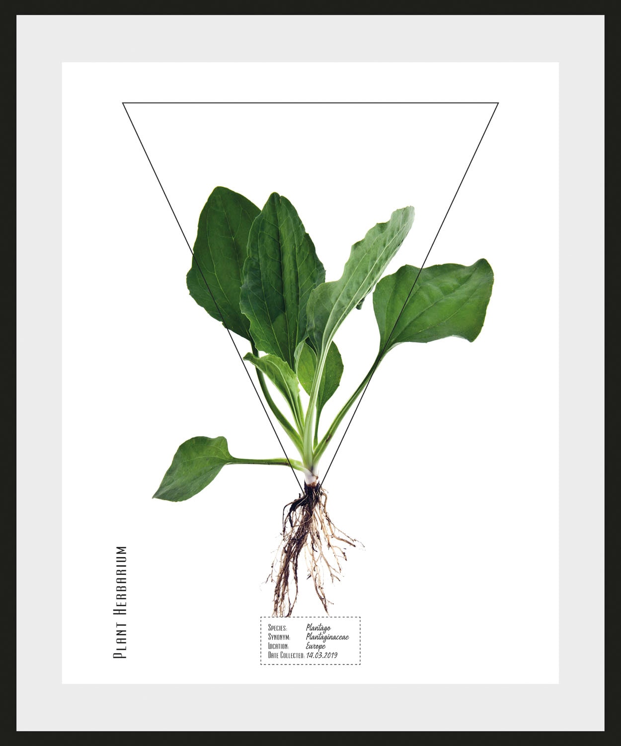 queence Bild »Plantago«, (1 St.) günstig online kaufen