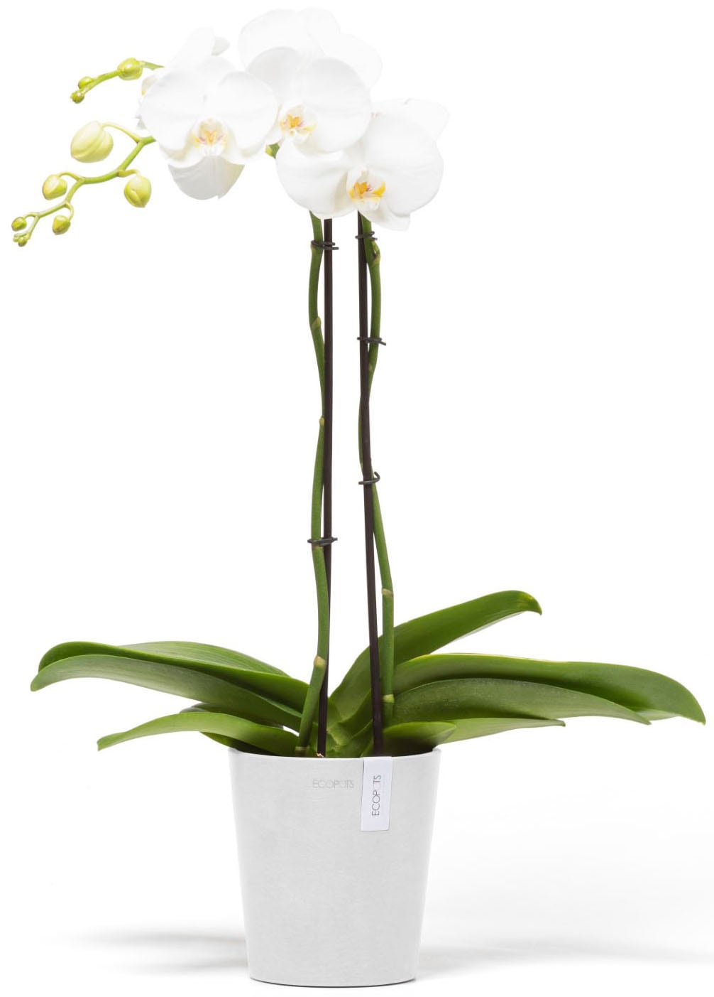 ECOPOTS Blumentopf »Morinda Orchidee 14 Weiß« für den Innenbereich