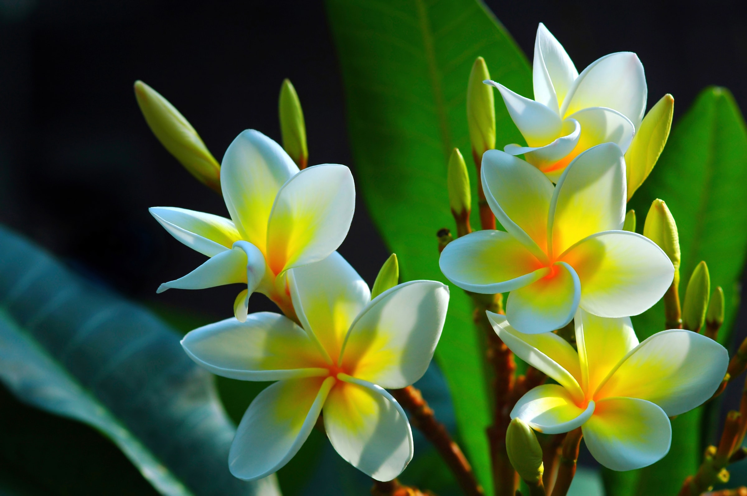 Papermoon Fototapete »FRANGIPANI-BLUMEN PLUMERIA PFLANZE JASMIN BLÜTEN BAUM günstig online kaufen