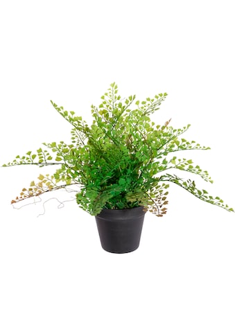 Creativ green Künstliche Zimmerpflanze »Adianthumfarn«, (1 St.) kaufen