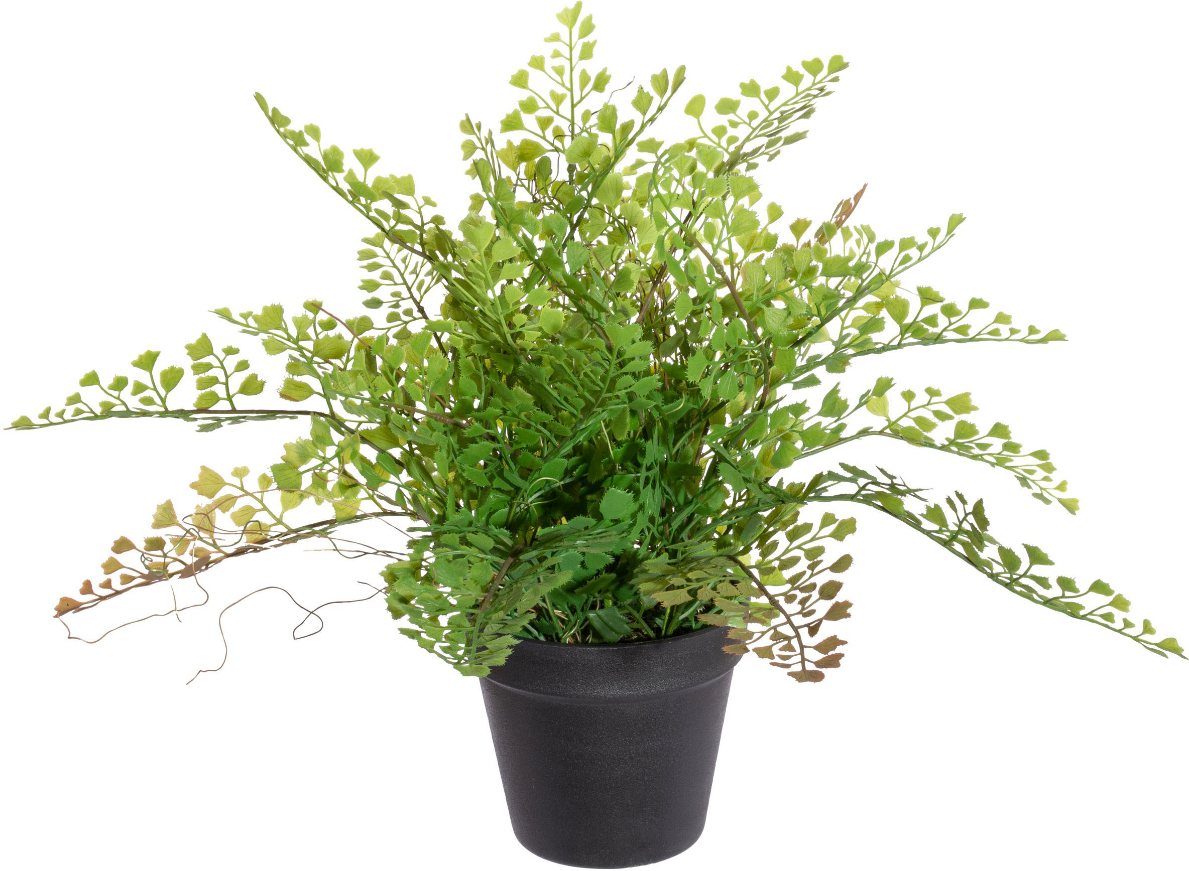 Creativ green Künstliche Zimmerpflanze »Farn Asparagus plumosus« auf  Rechnung bestellen