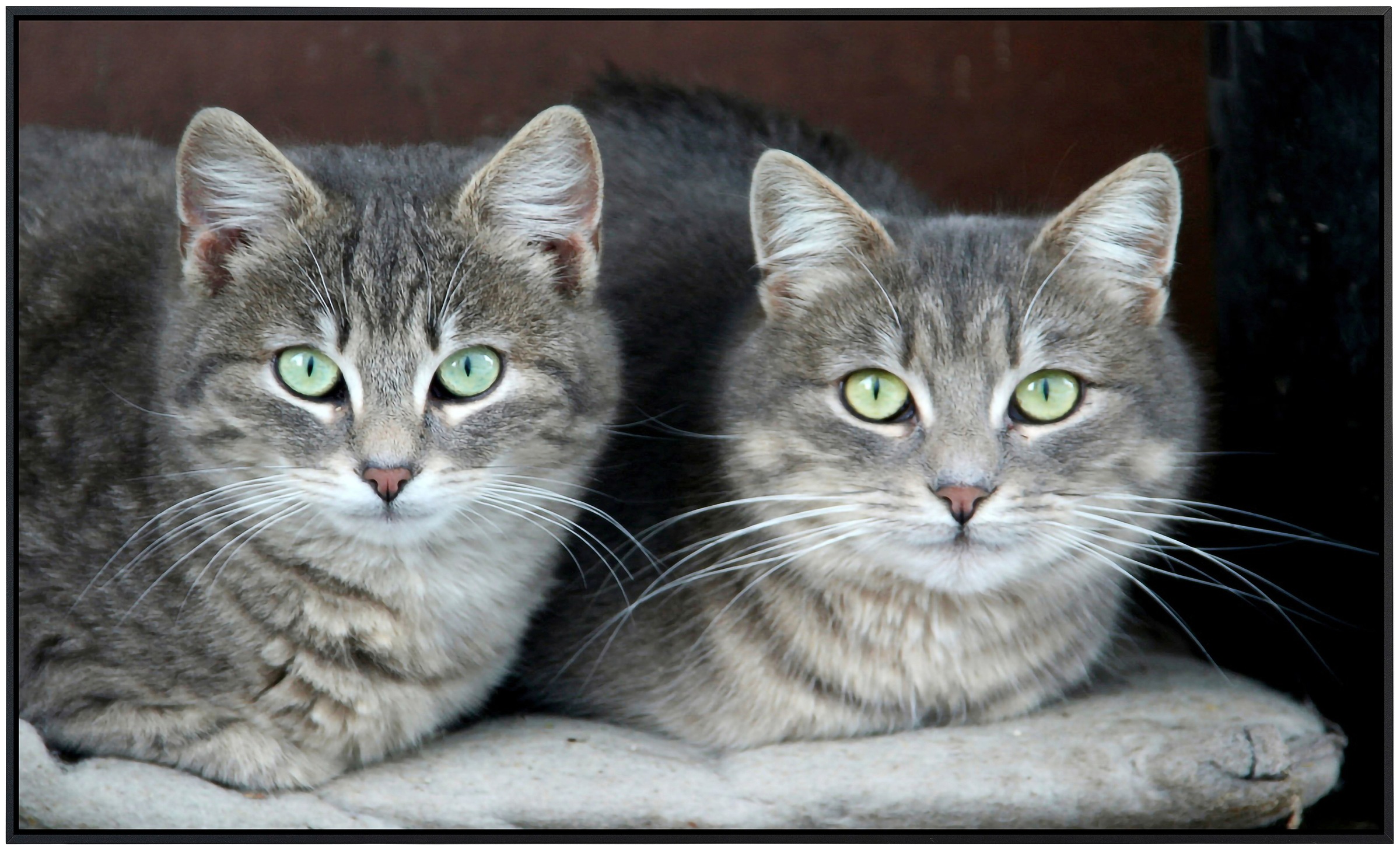 »Grüne angenehme Katzen«, kaufen Strahlungswärme sehr online Augen Papermoon Infrarotheizung