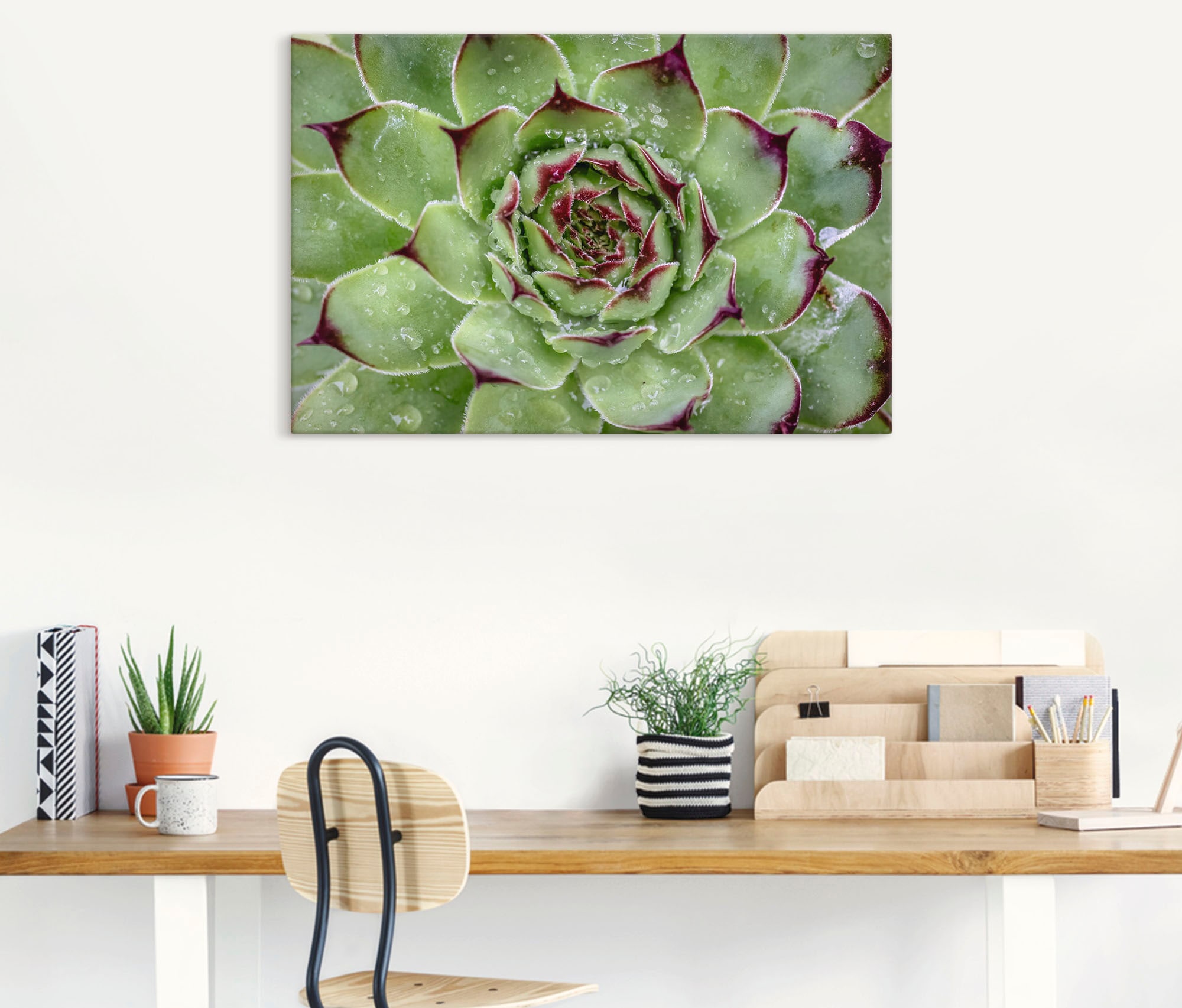 Artland Wandbild »Sukkulente mit Regentropfen«, Pflanzenbilder, (1 St.), als Alubild, Outdoorbild, Leinwandbild in verschied. Größen