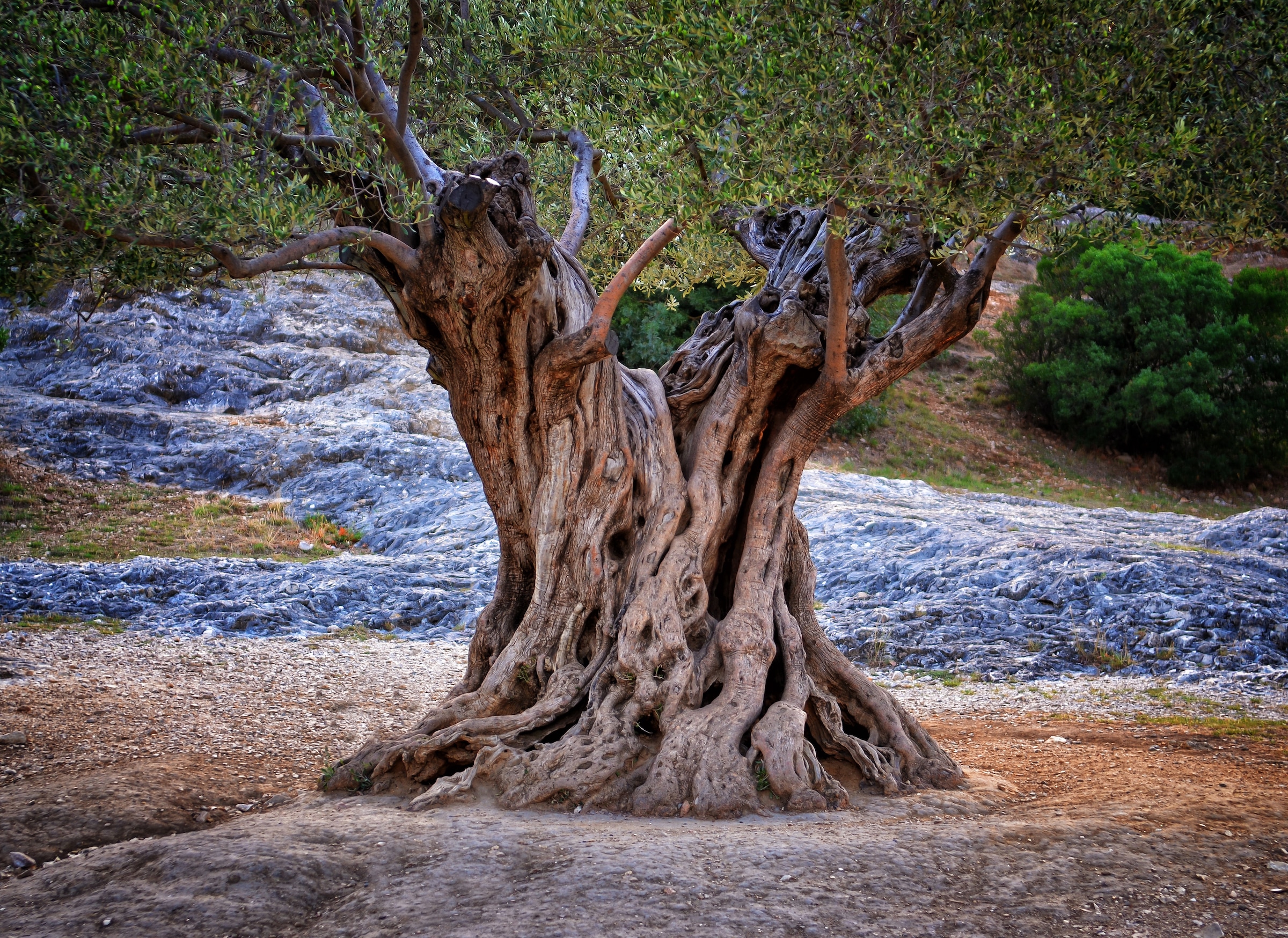 Papermoon Fototapete »Old Olive Tree Trunks« günstig online kaufen