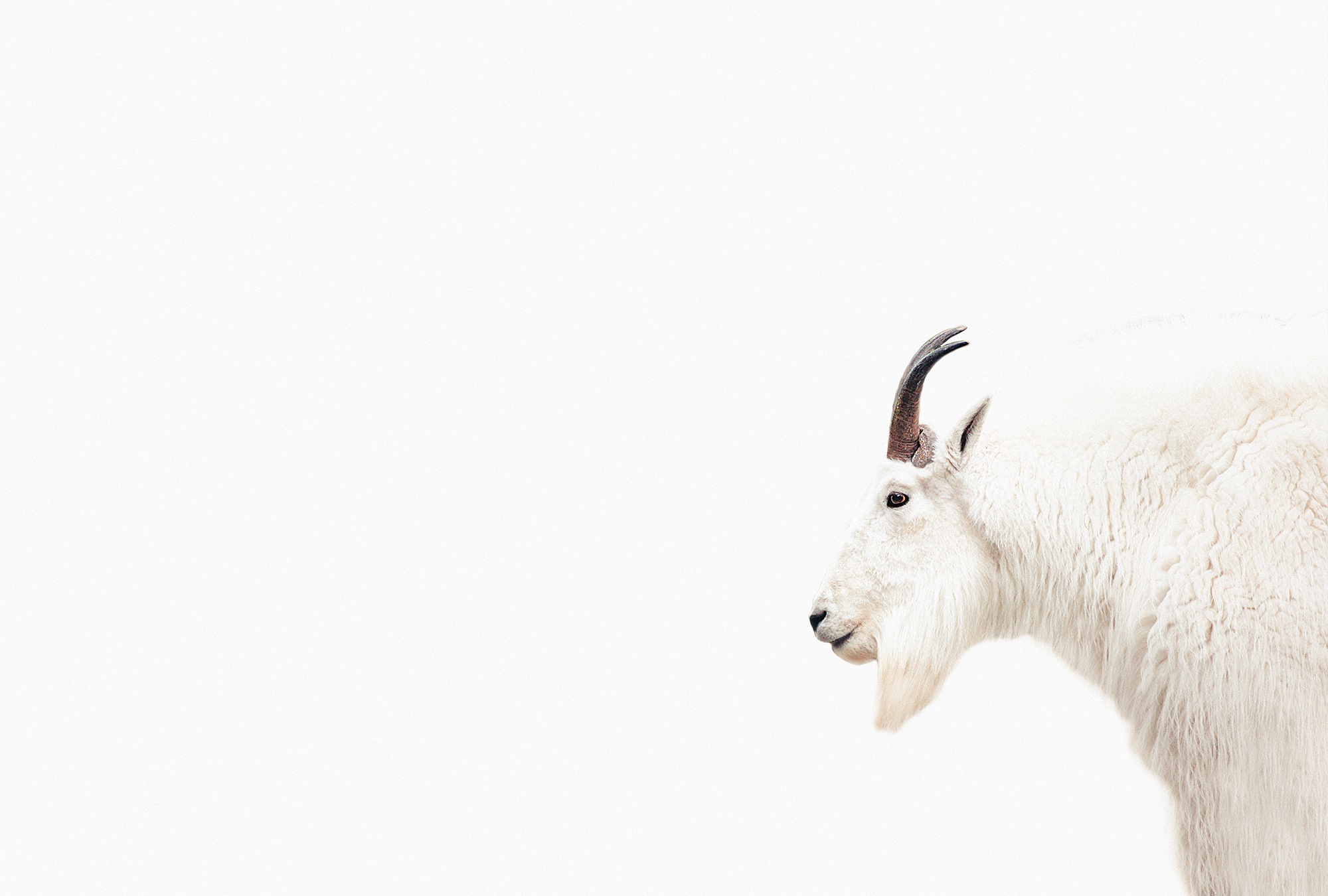 living walls Fototapete »ARTist Mountain Goat«, Vlies, Wand, Schräge günstig online kaufen