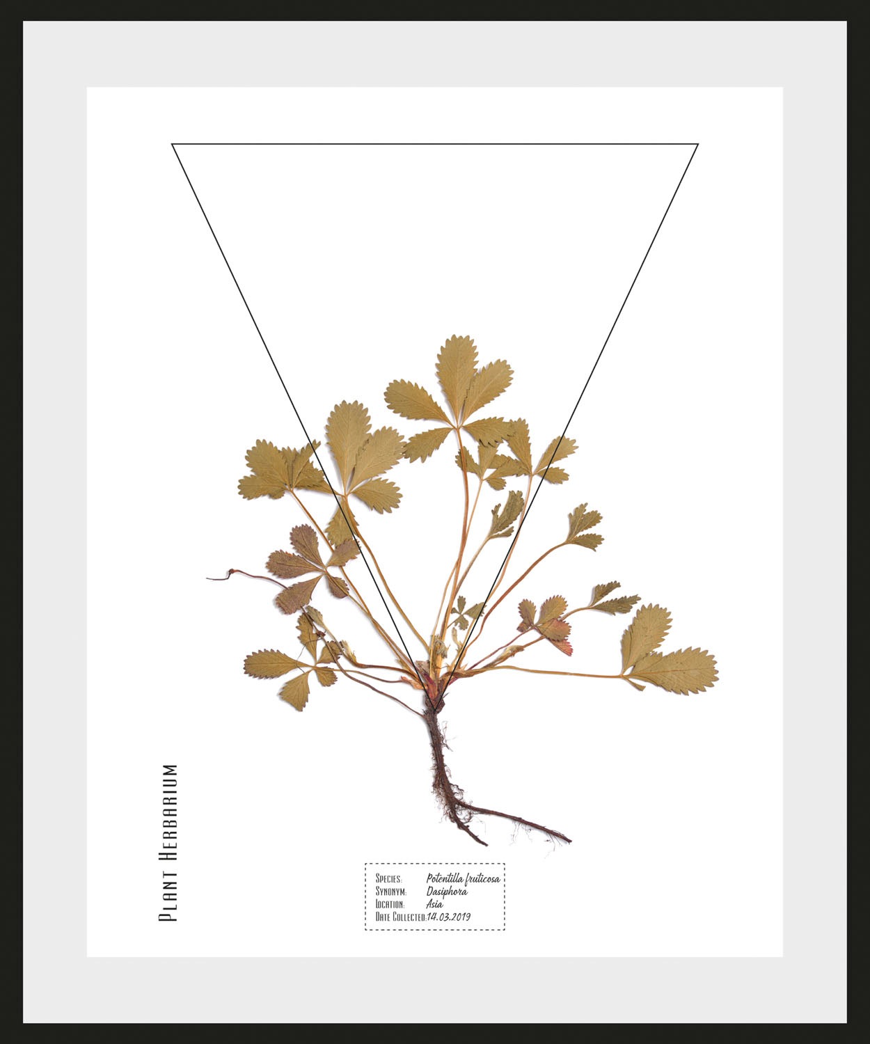 queence Bild »Potentilla fruticosa«, Pflanzen-Pflanzenbilder-Schriftzug, (1 günstig online kaufen