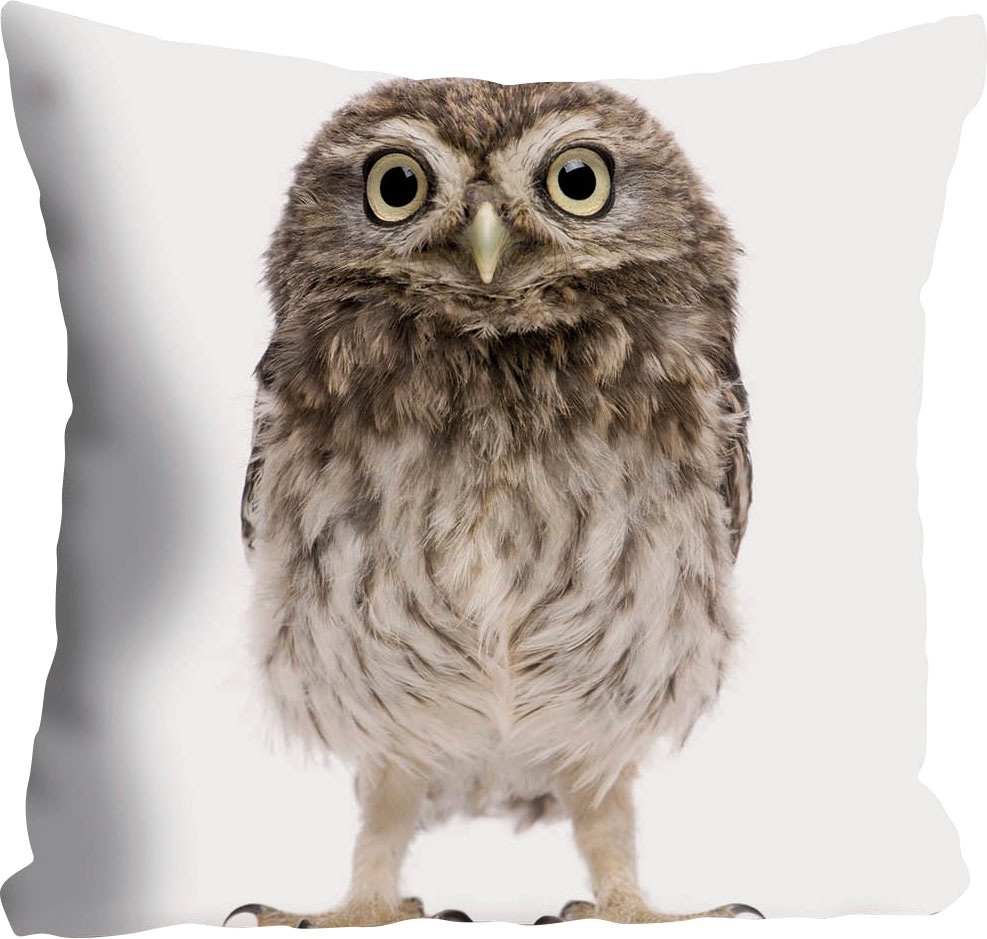 queence Dekokissen »Kelly«, Kissenhülle,Weißer Hintergrund,Eule,Tiermotiv,N günstig online kaufen