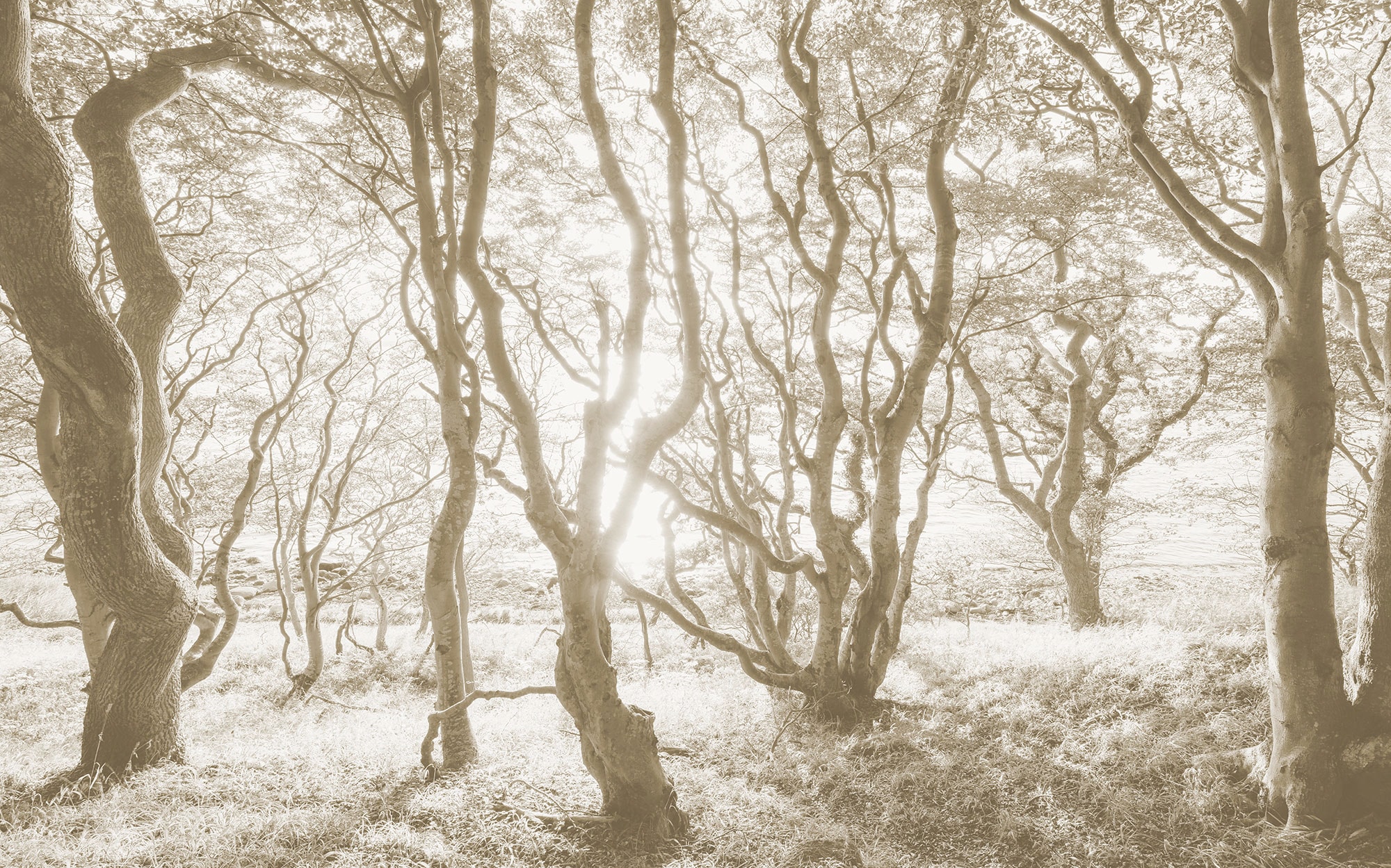 Komar Fototapete »Vlies Fototapete - Bleached Birch - Größe 400 x 250 cm«, günstig online kaufen