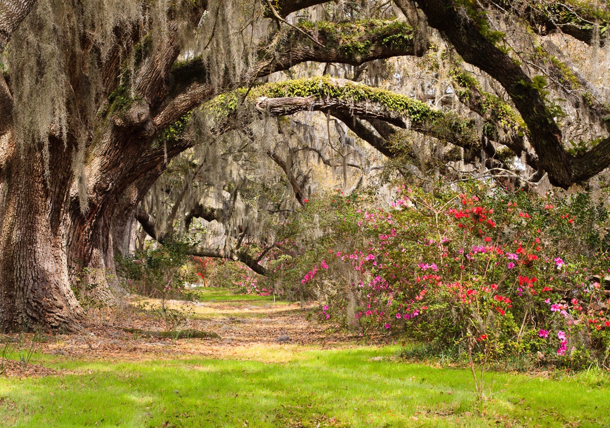 Papermoon Fototapete »Live Oak Tunnel« günstig online kaufen