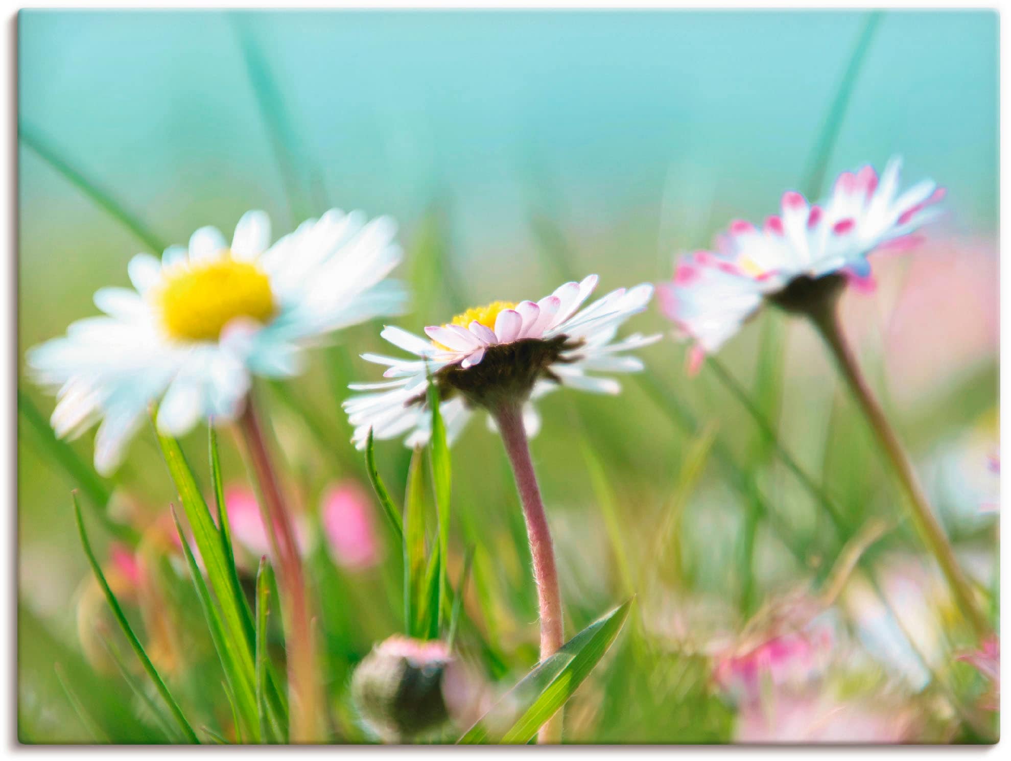 Artland Leinwandbild »Gänseblümchen Romantik« Blumen 1 Stk. tlg. auf Keilra günstig online kaufen